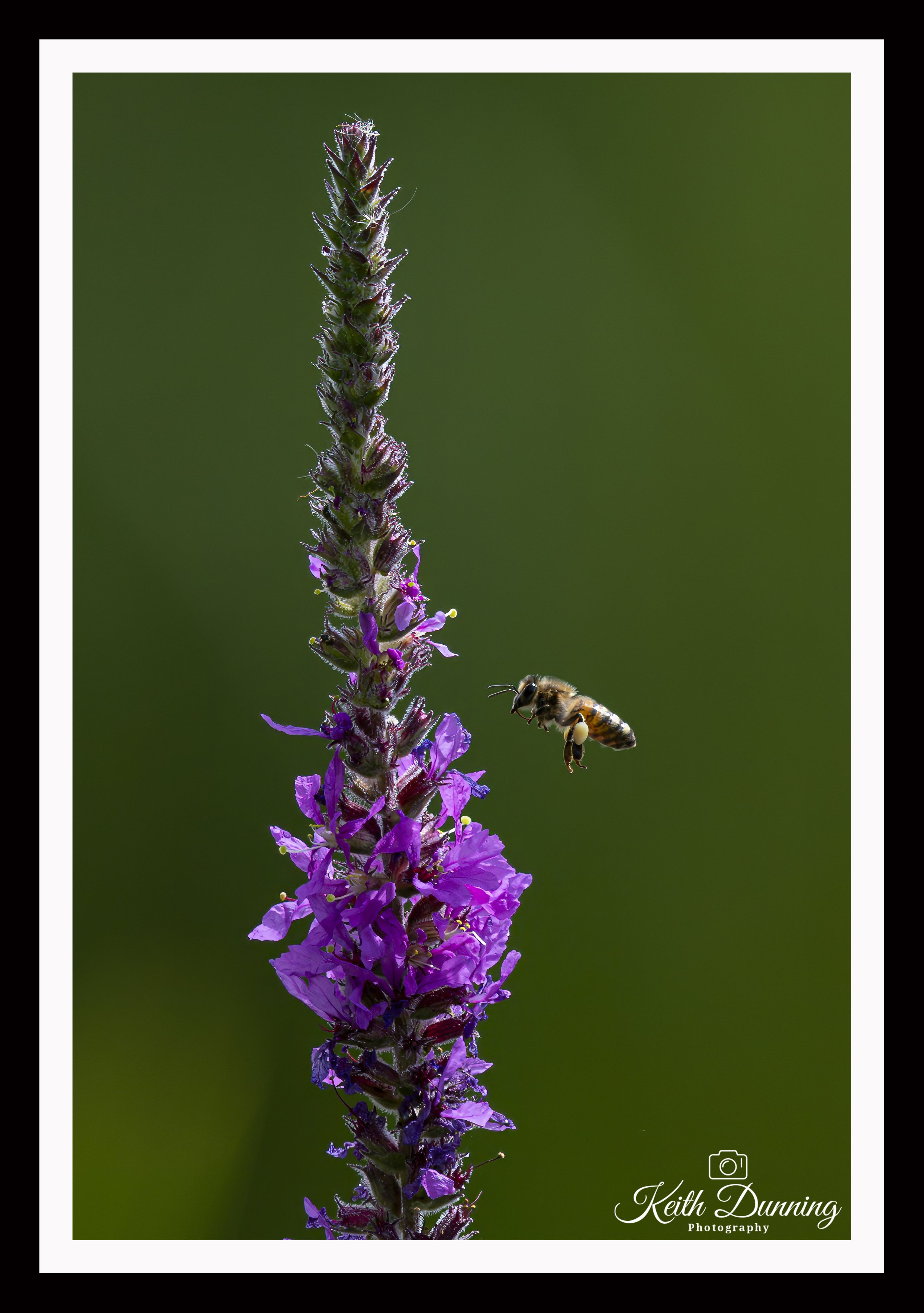 _T7A1261 - Honey Bee & Purple-Loosestrife