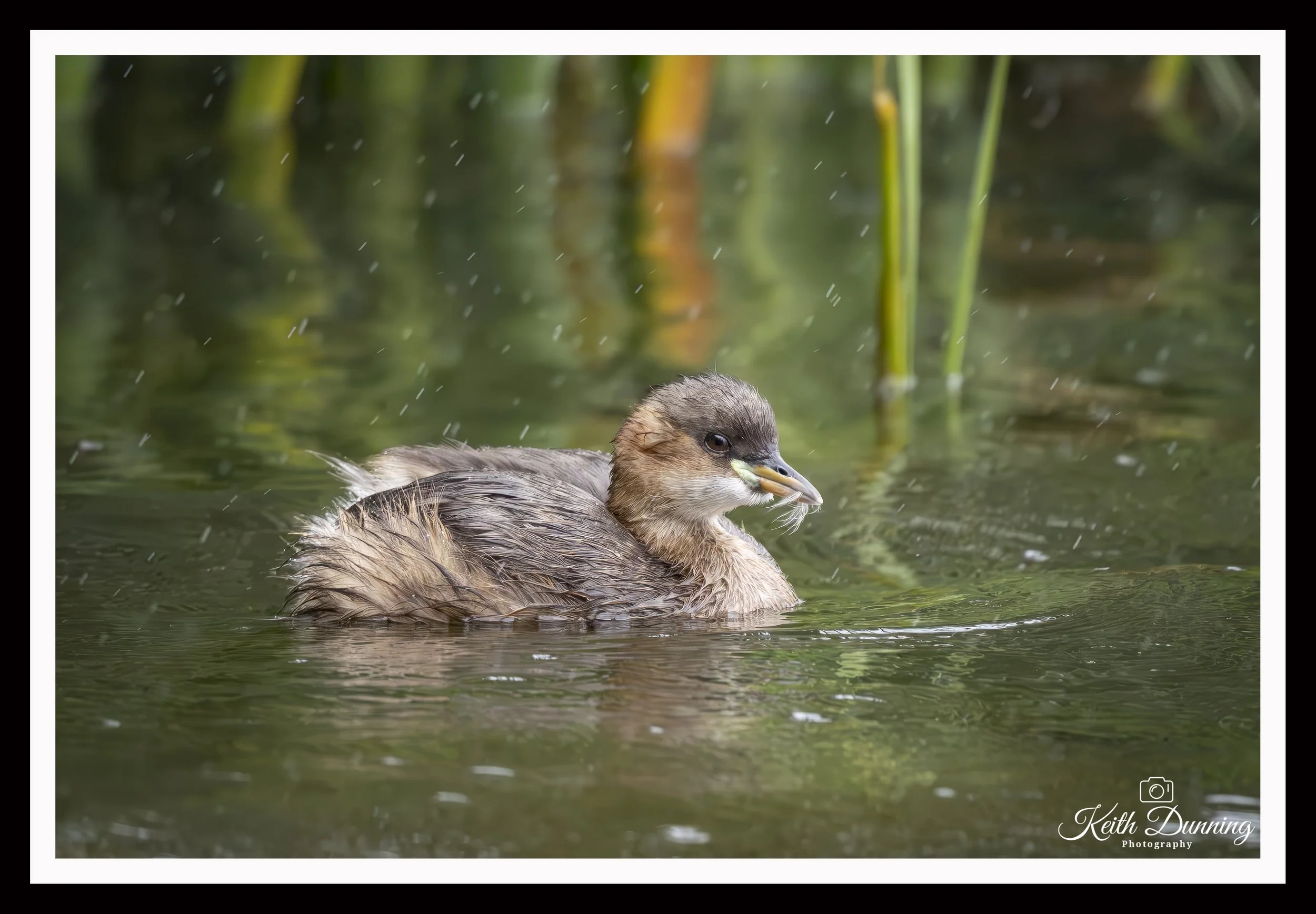 _T7A5873 - Juvenile Little Grebe