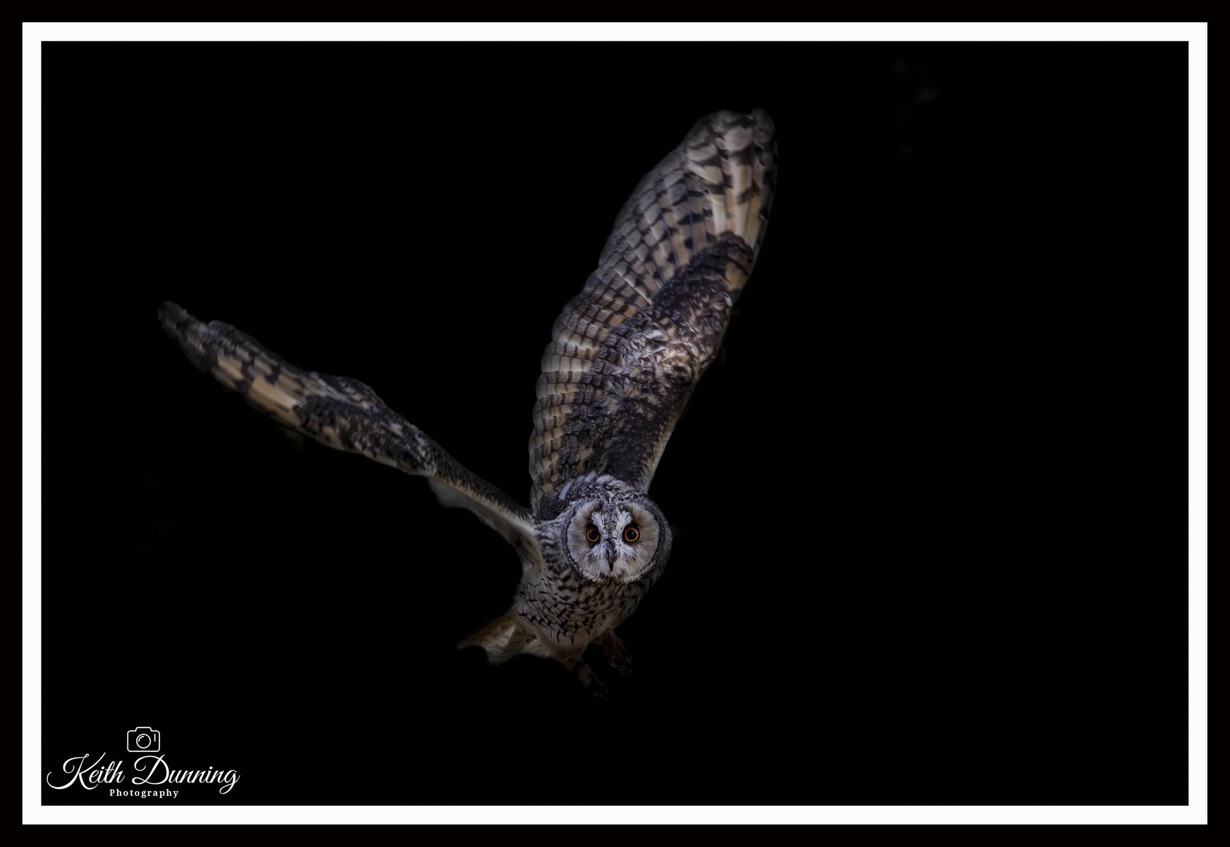 _T7A9309-2 - Tawny Owl