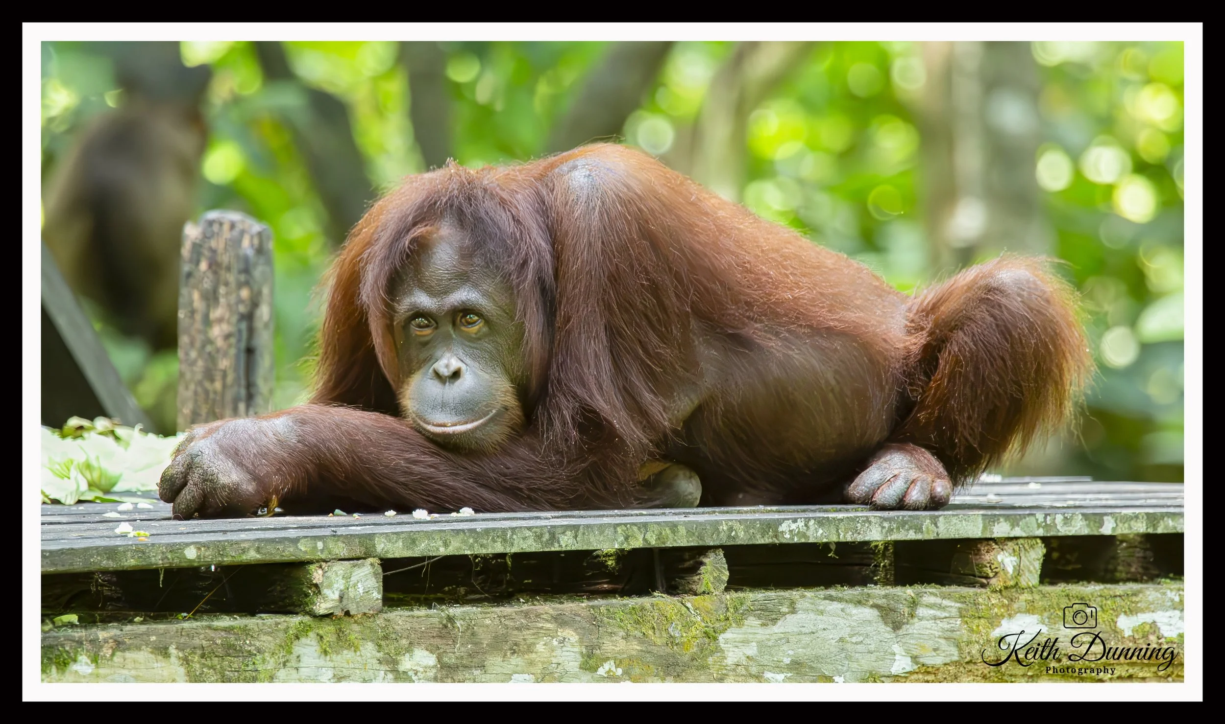 _X4A7060 - Borneo Orangutan