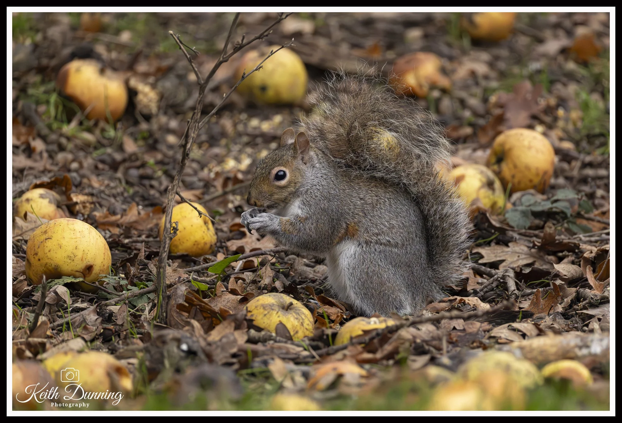 _T7A0466 - Grey Squirrel