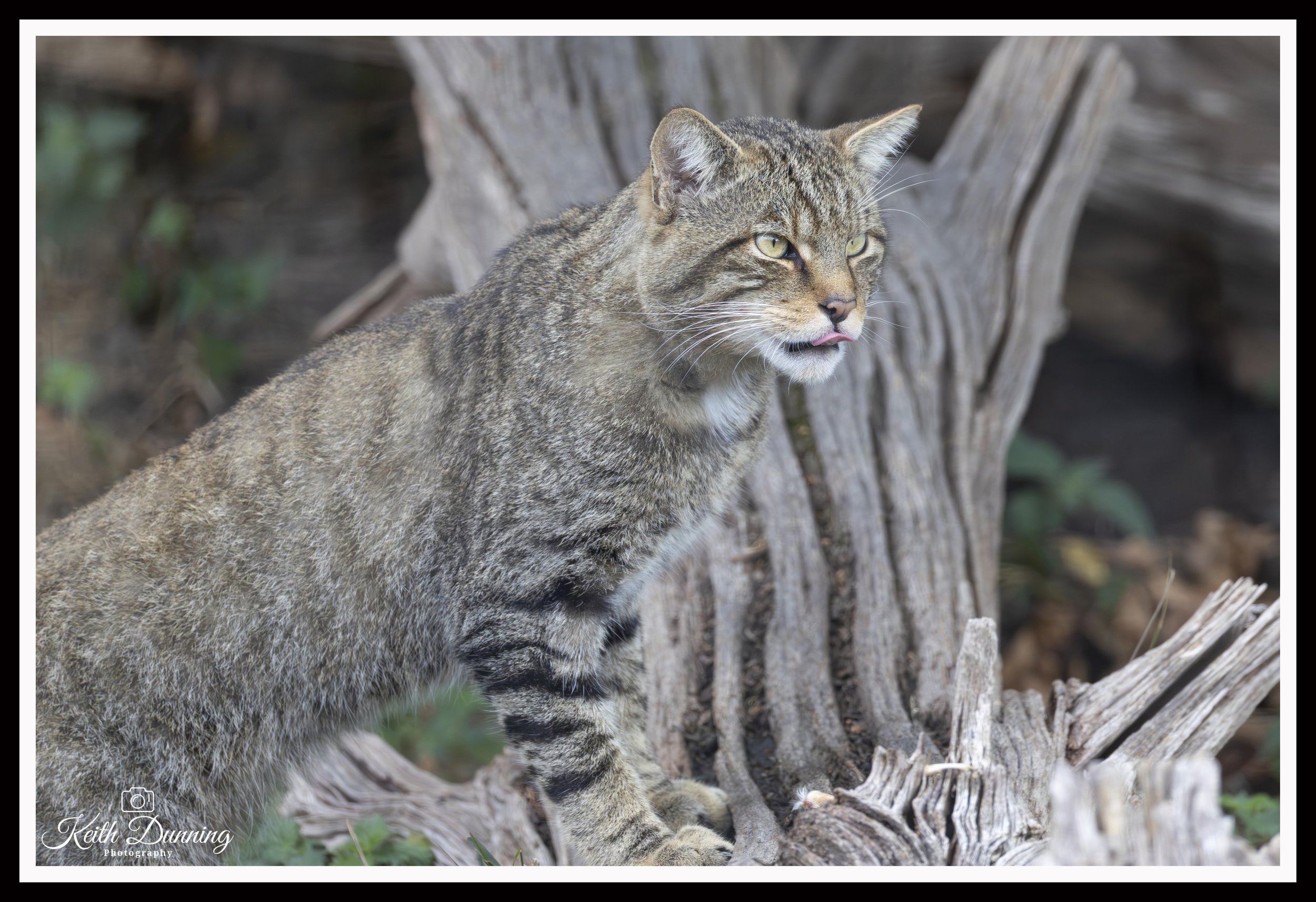 _T7A7802 - Scottish Wildcat