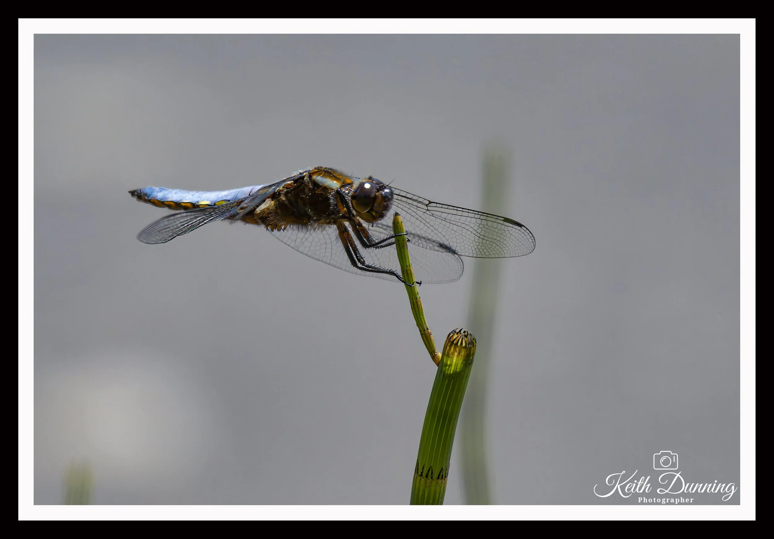 _T7A5448 - Male Broad-bodied Chaser Dragonfly