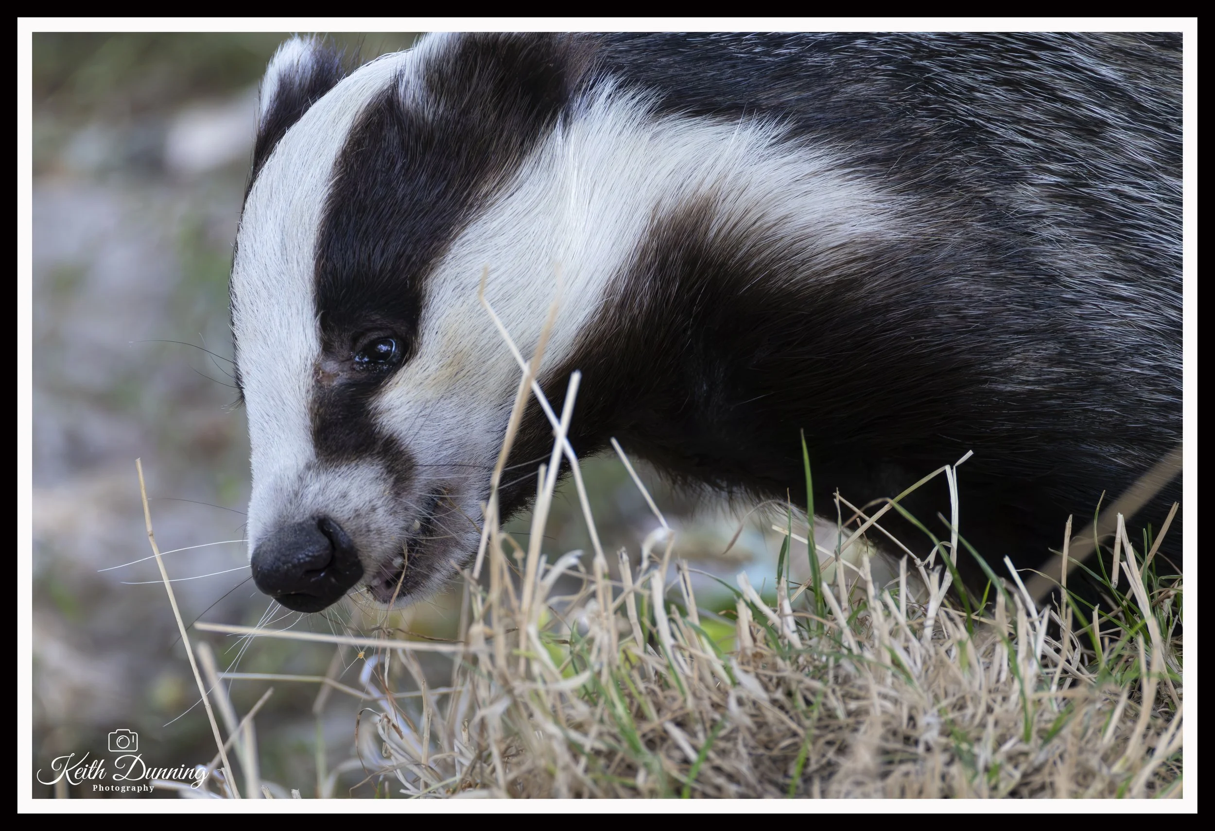 _T7A8990 - Badger