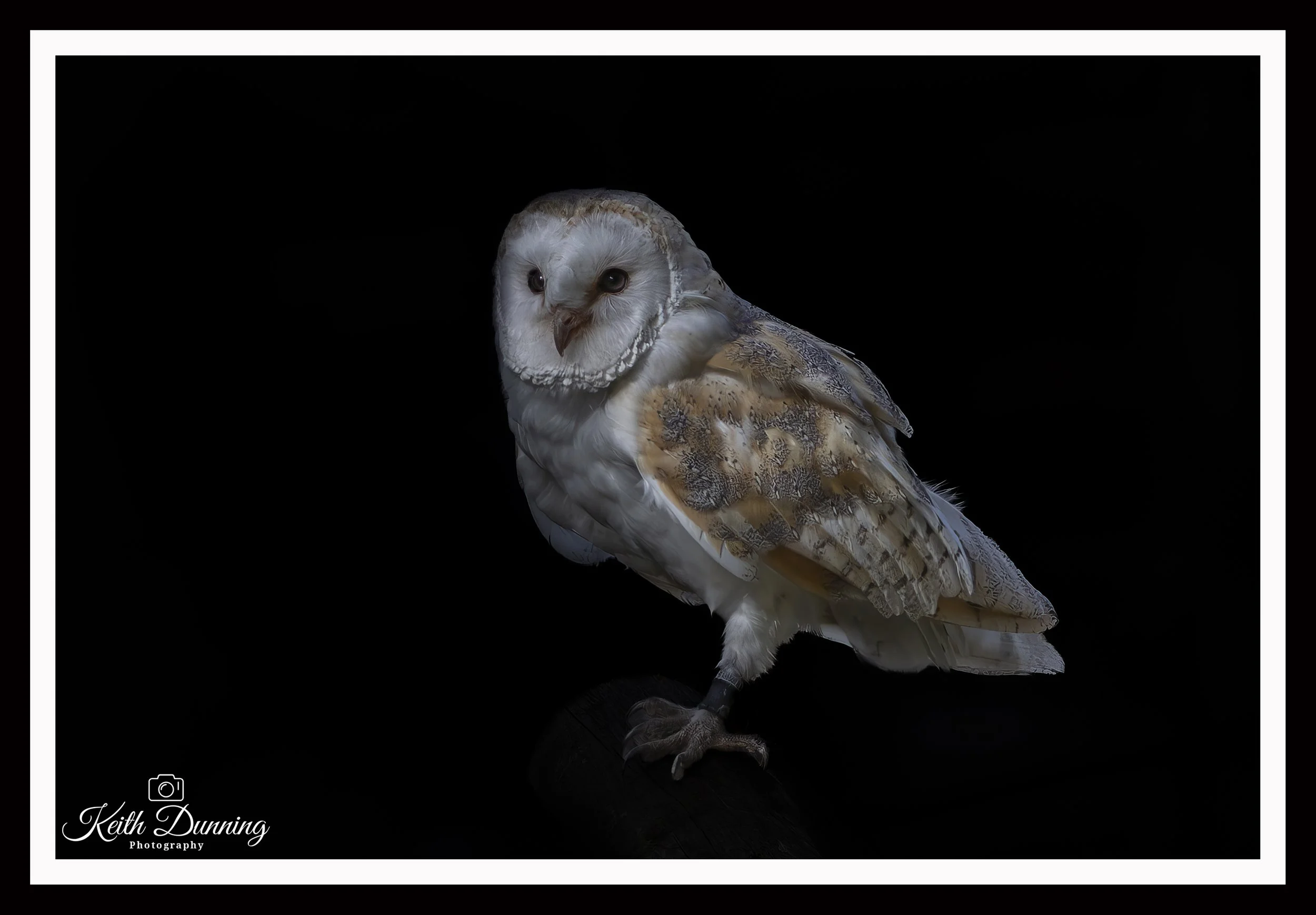 _T7A9553 - Barn Owl