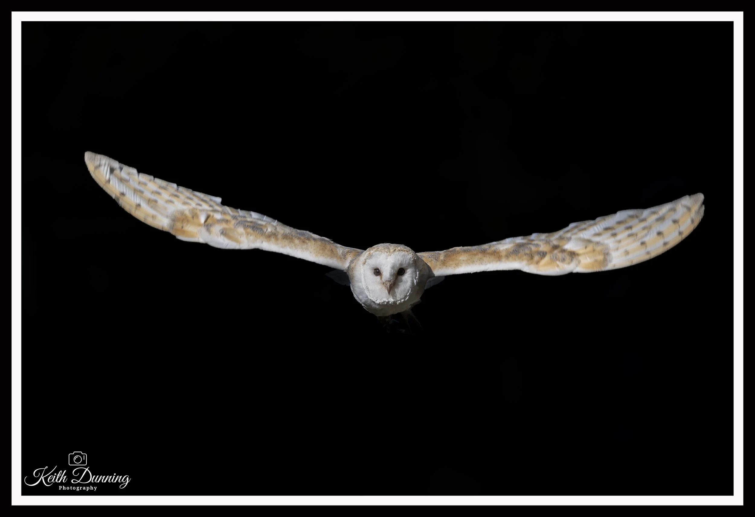 _T7A9414 - Barn Owl