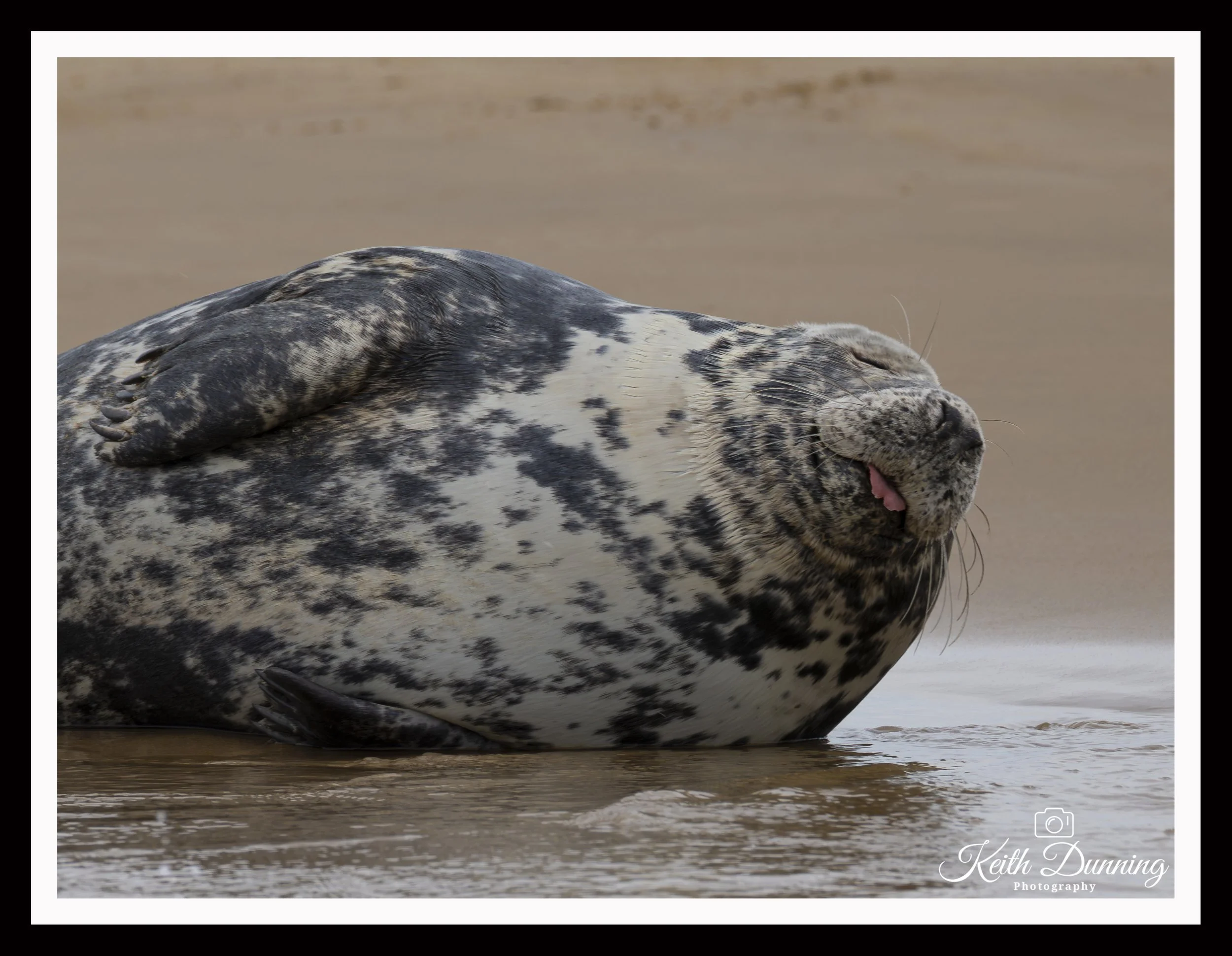 _T7A8903 - Common Seal