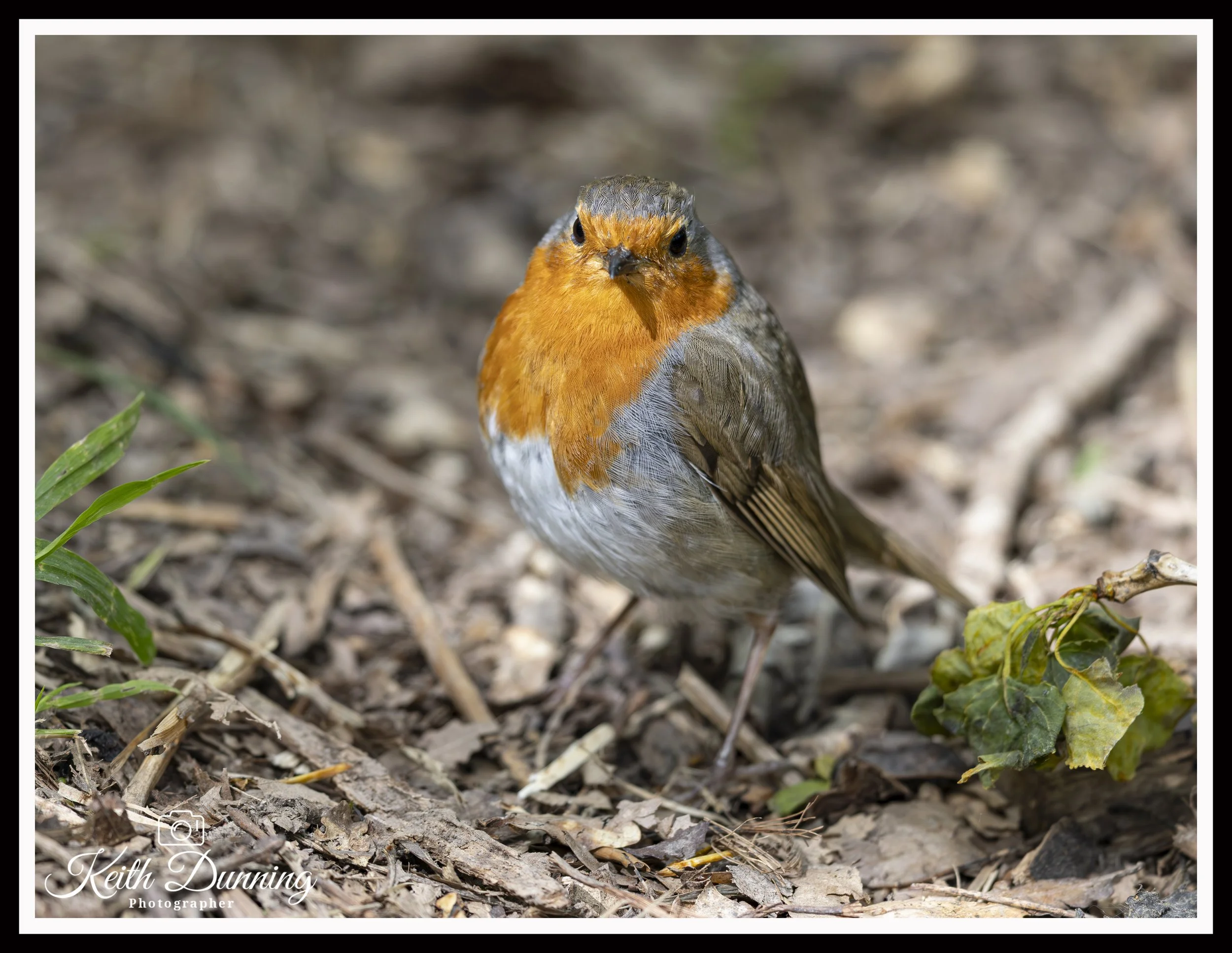 _T7A2660 - Robin