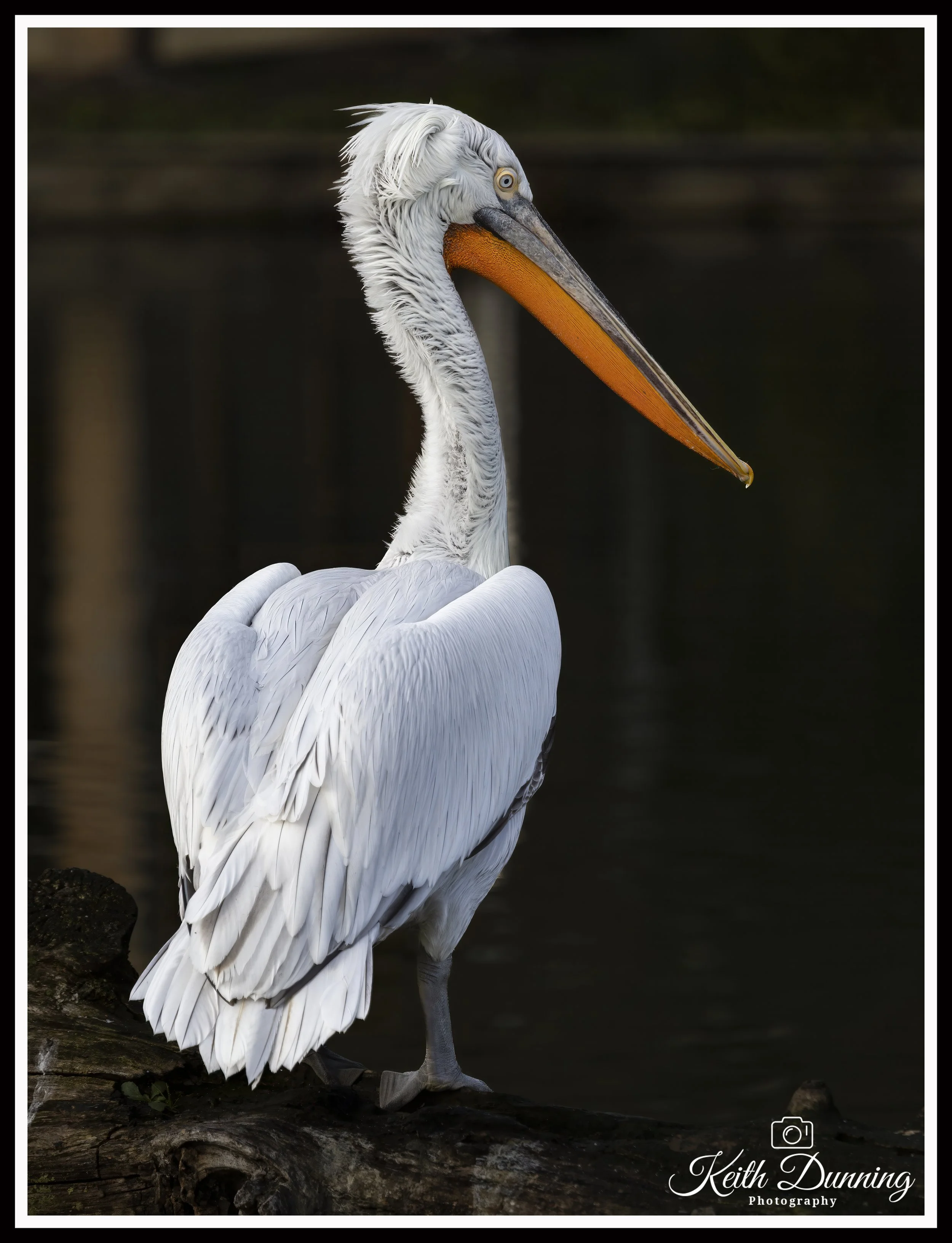 _T7A0139 - Dalmatian Pelican