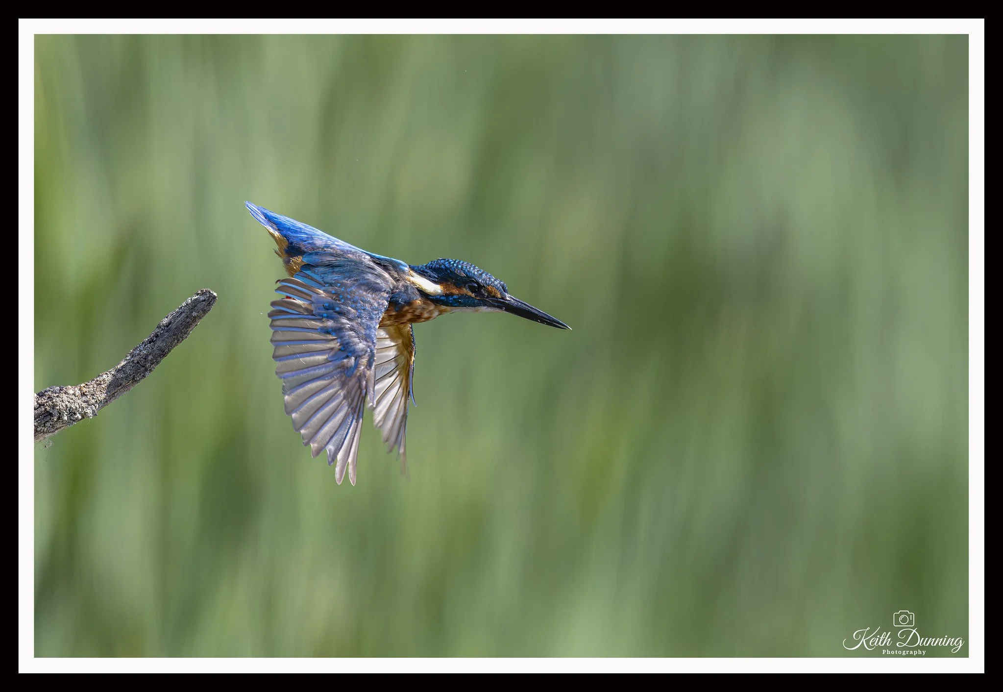 _T7A4639 - Male Kingfisher