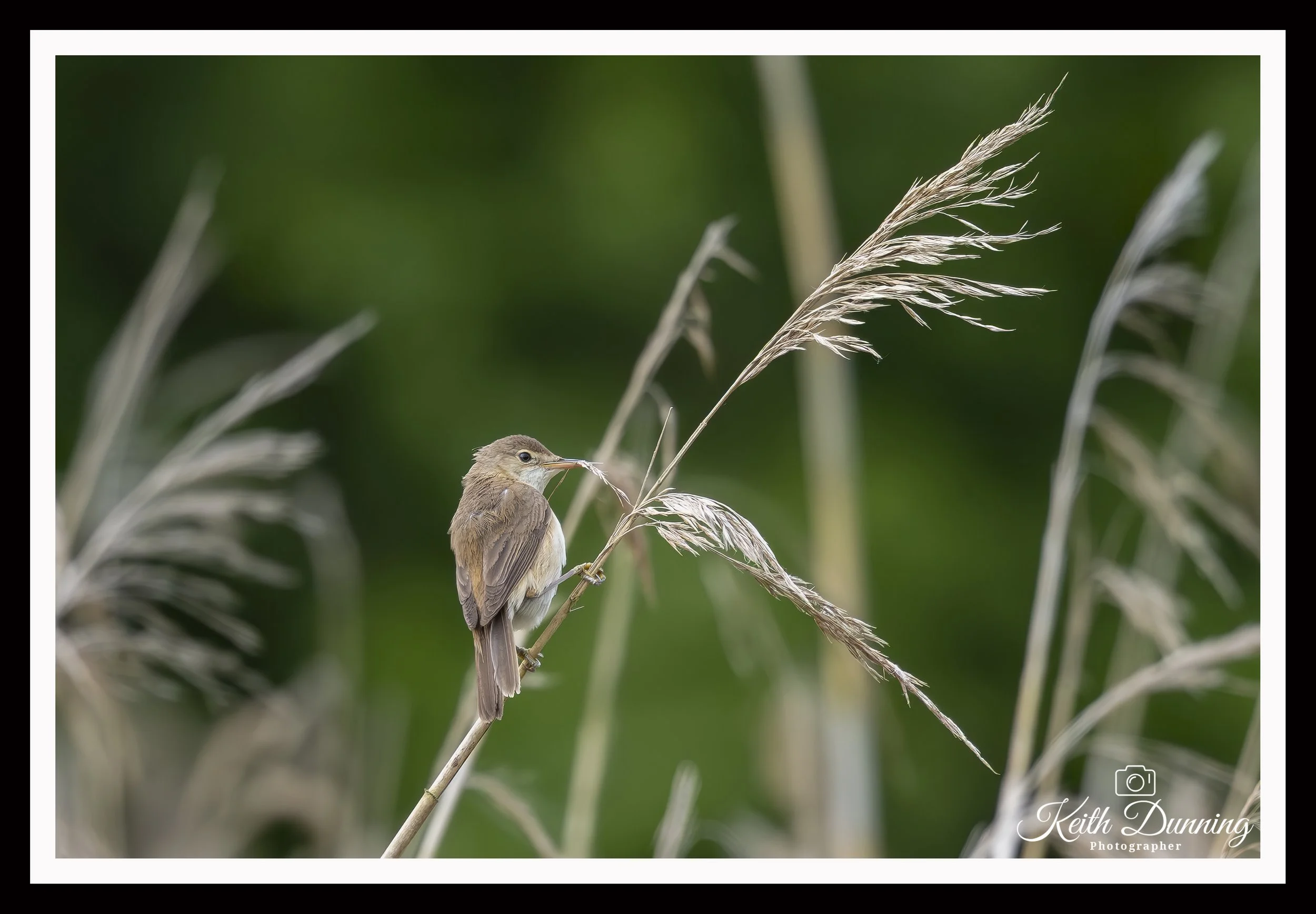 _T7A4918 - Reed Warbler