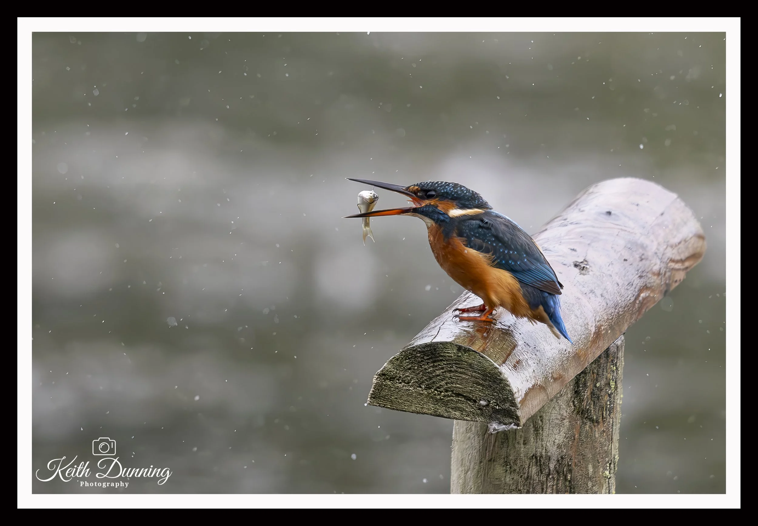 _T7A1177 - Female Kingfisher