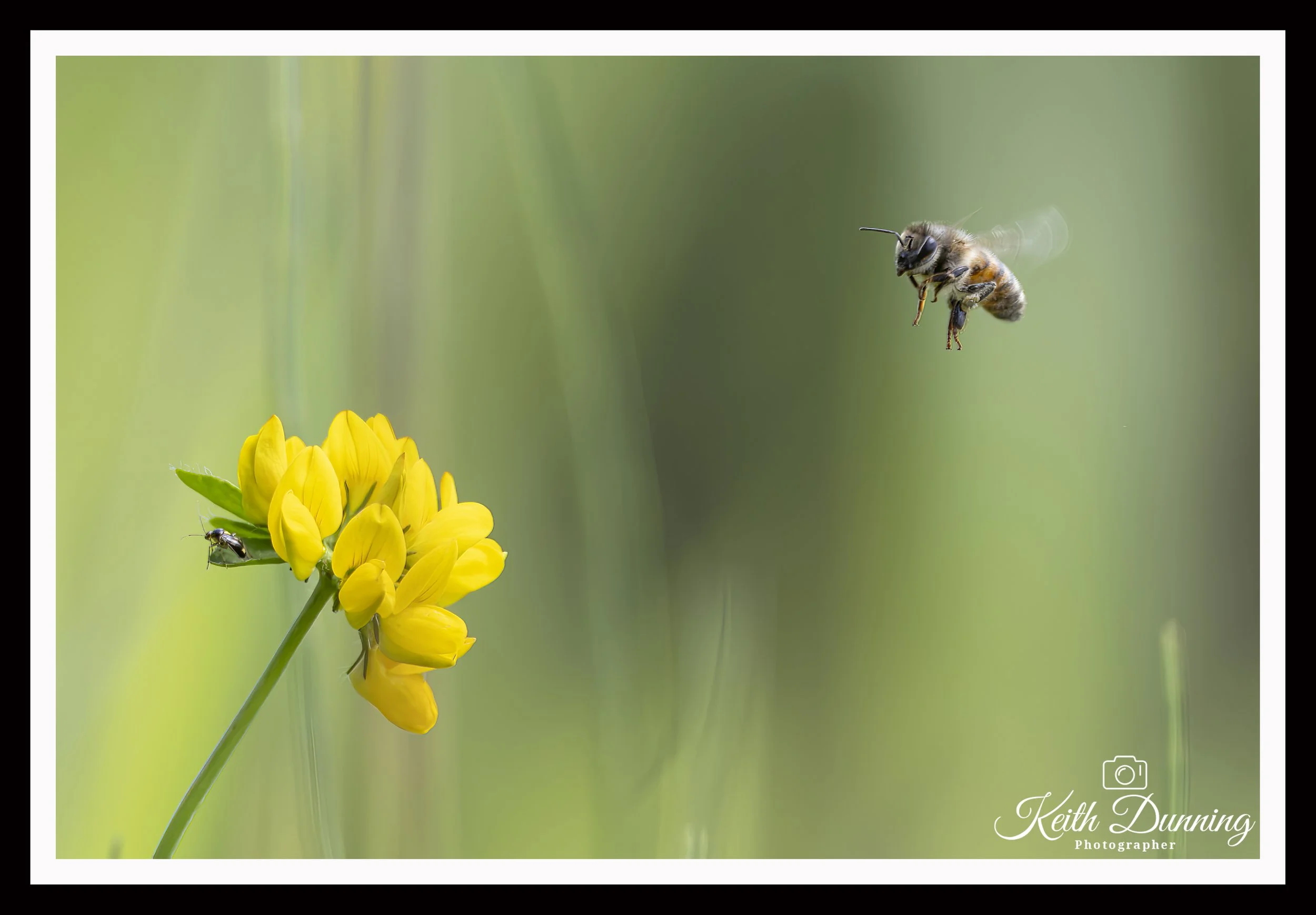 _T7A9551 - Honey bee