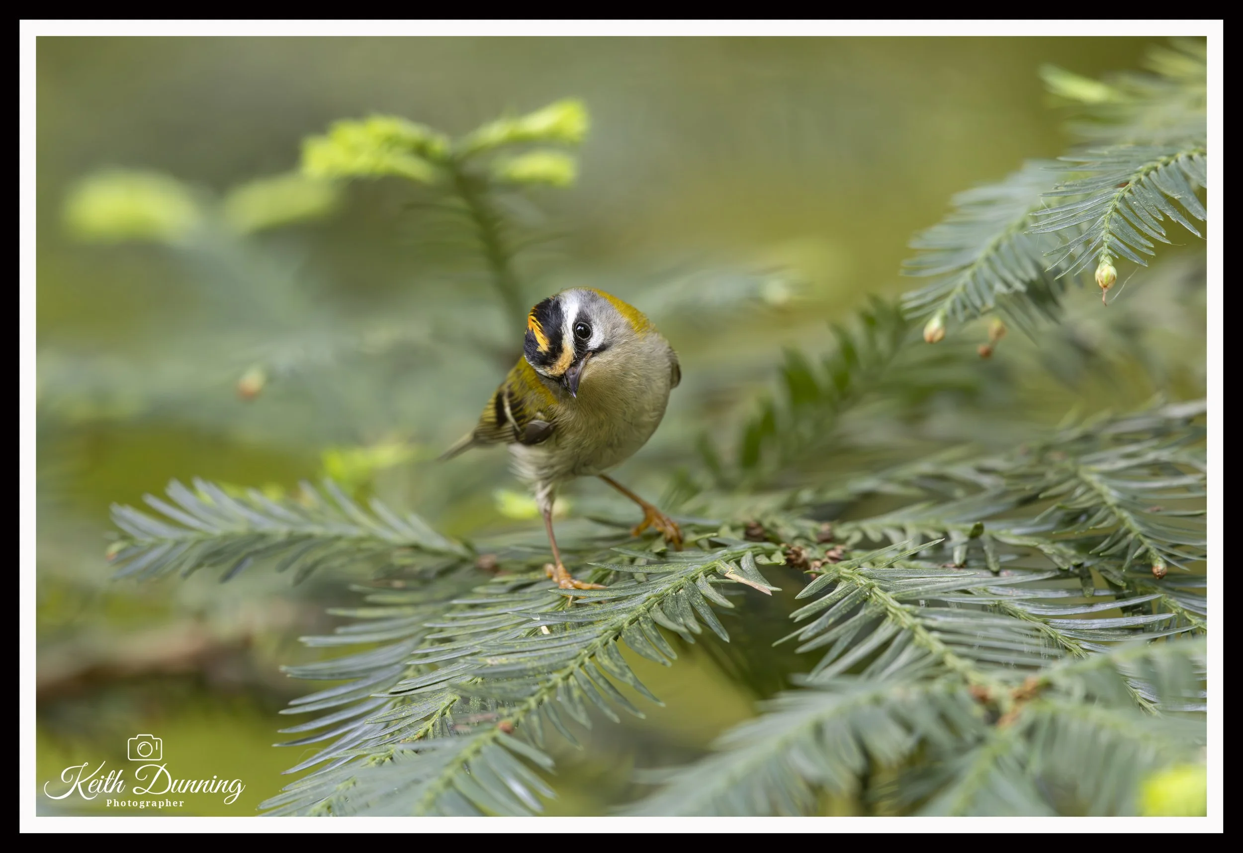 _T7A4134 - Fire Crest