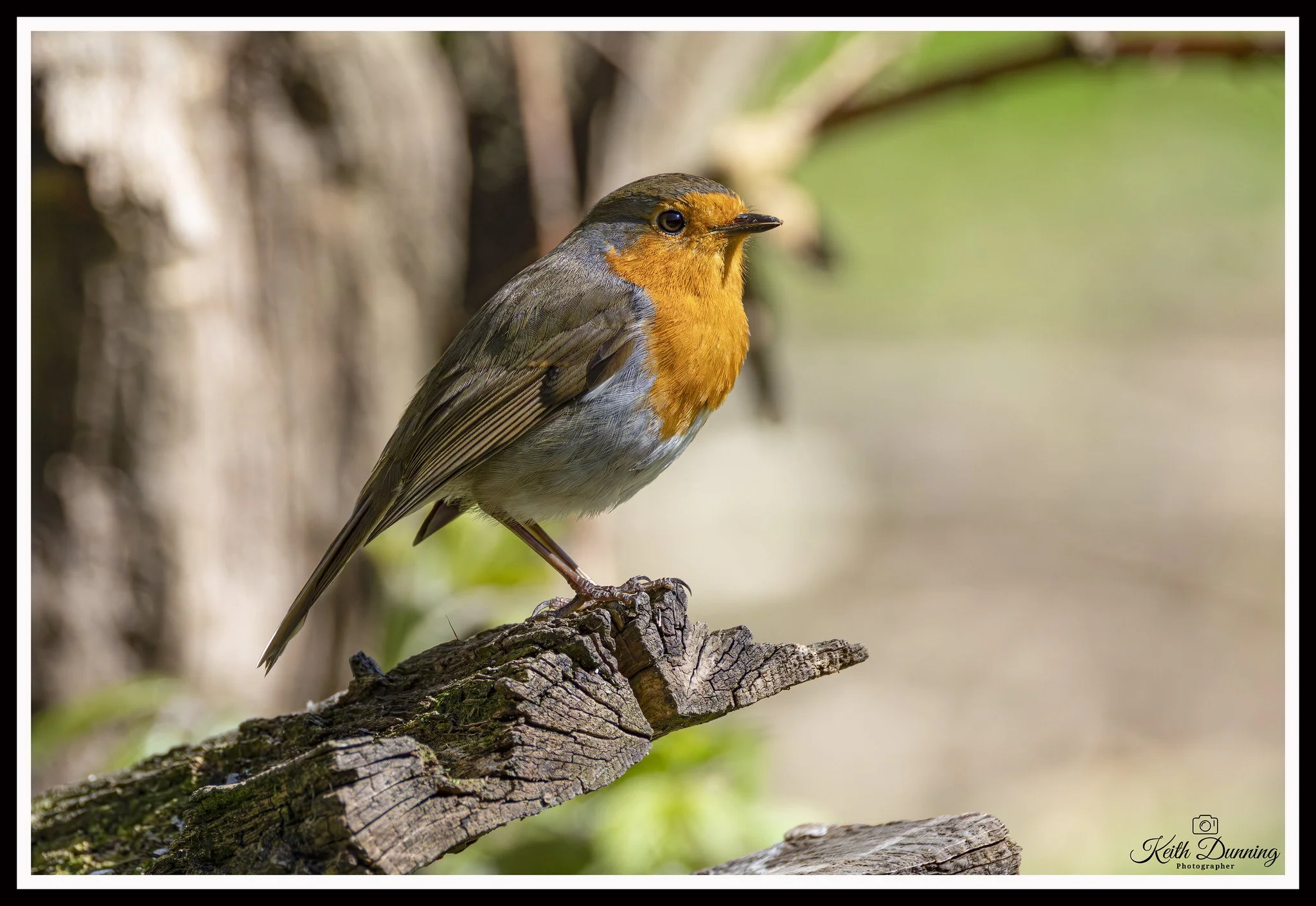 _T7A2262 - Robin