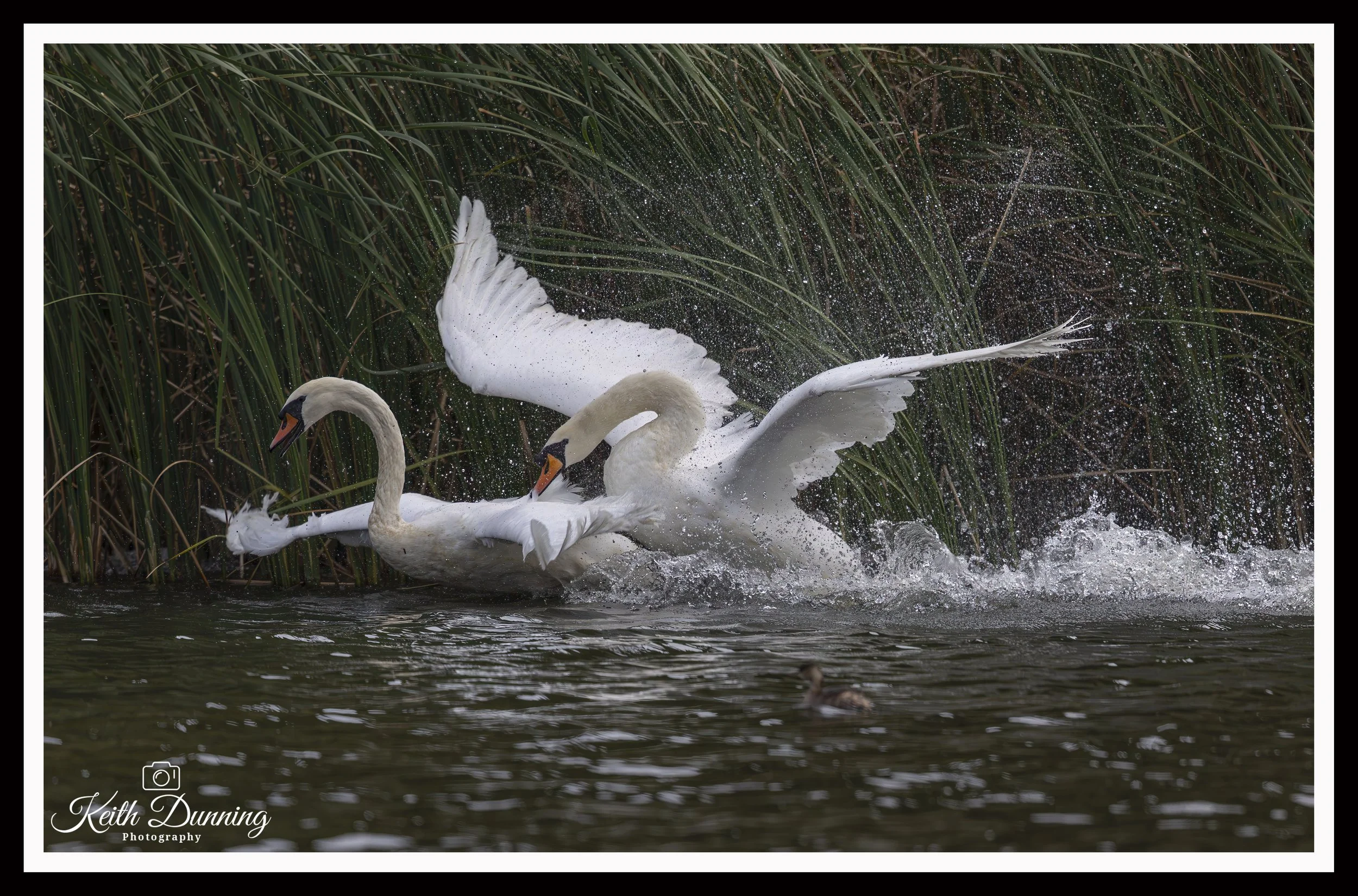 _T7A3125 - Fighting Mute Swans