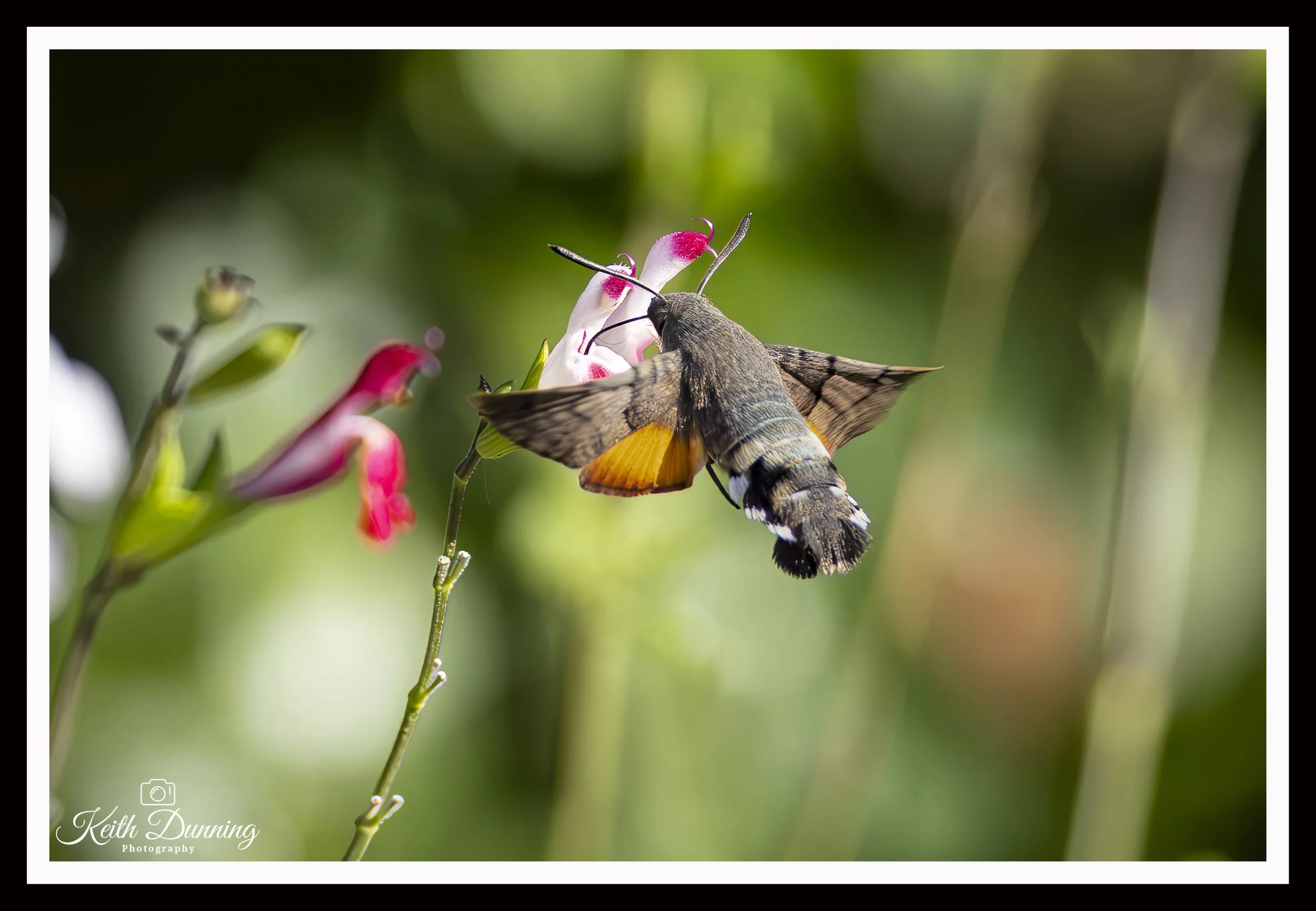 _T7A5558 - Hummingbird Hawk-Moth