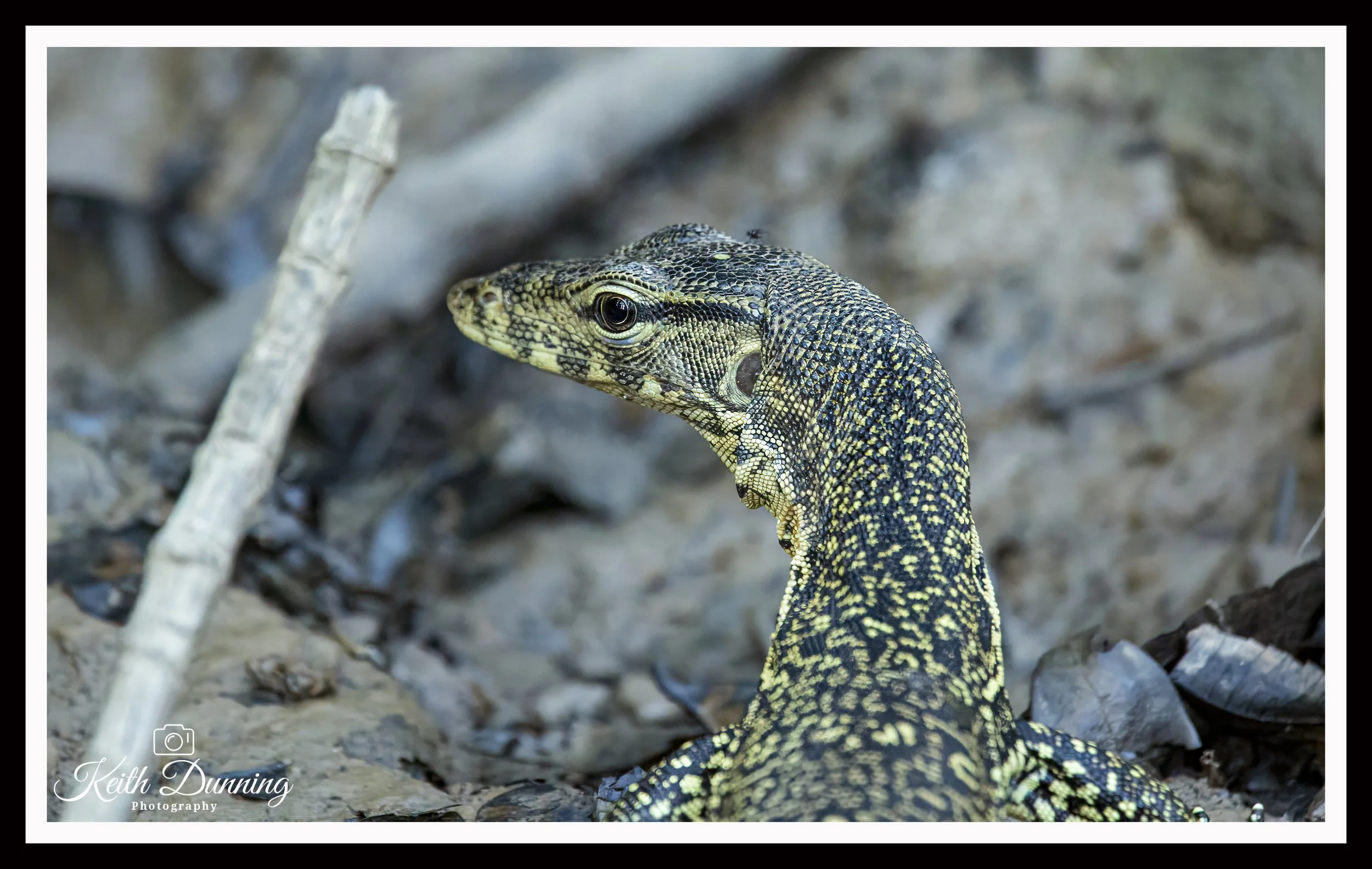 _X4A7458 - Water Monitor - Borneo