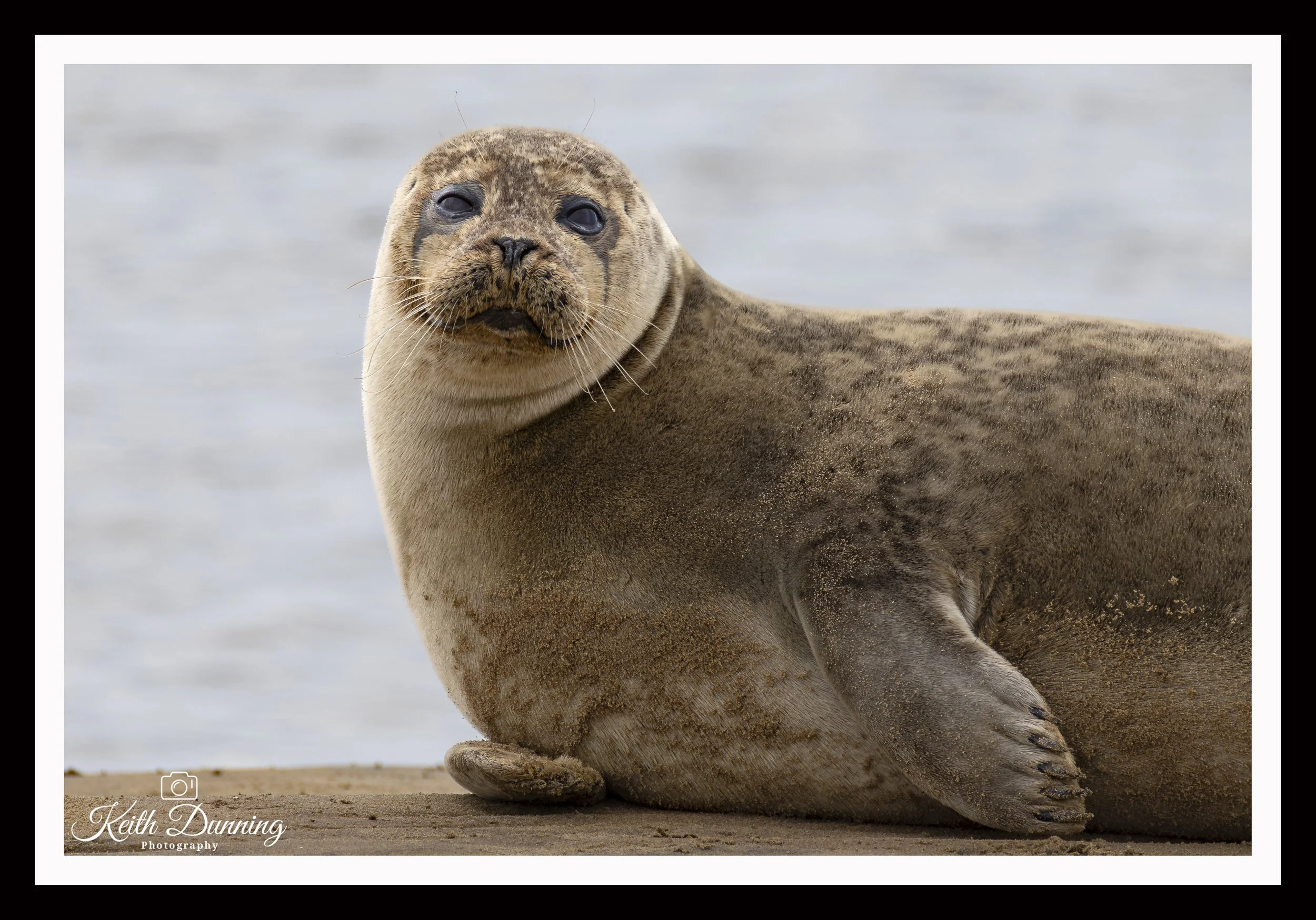 _T7A9071 - Common Seal