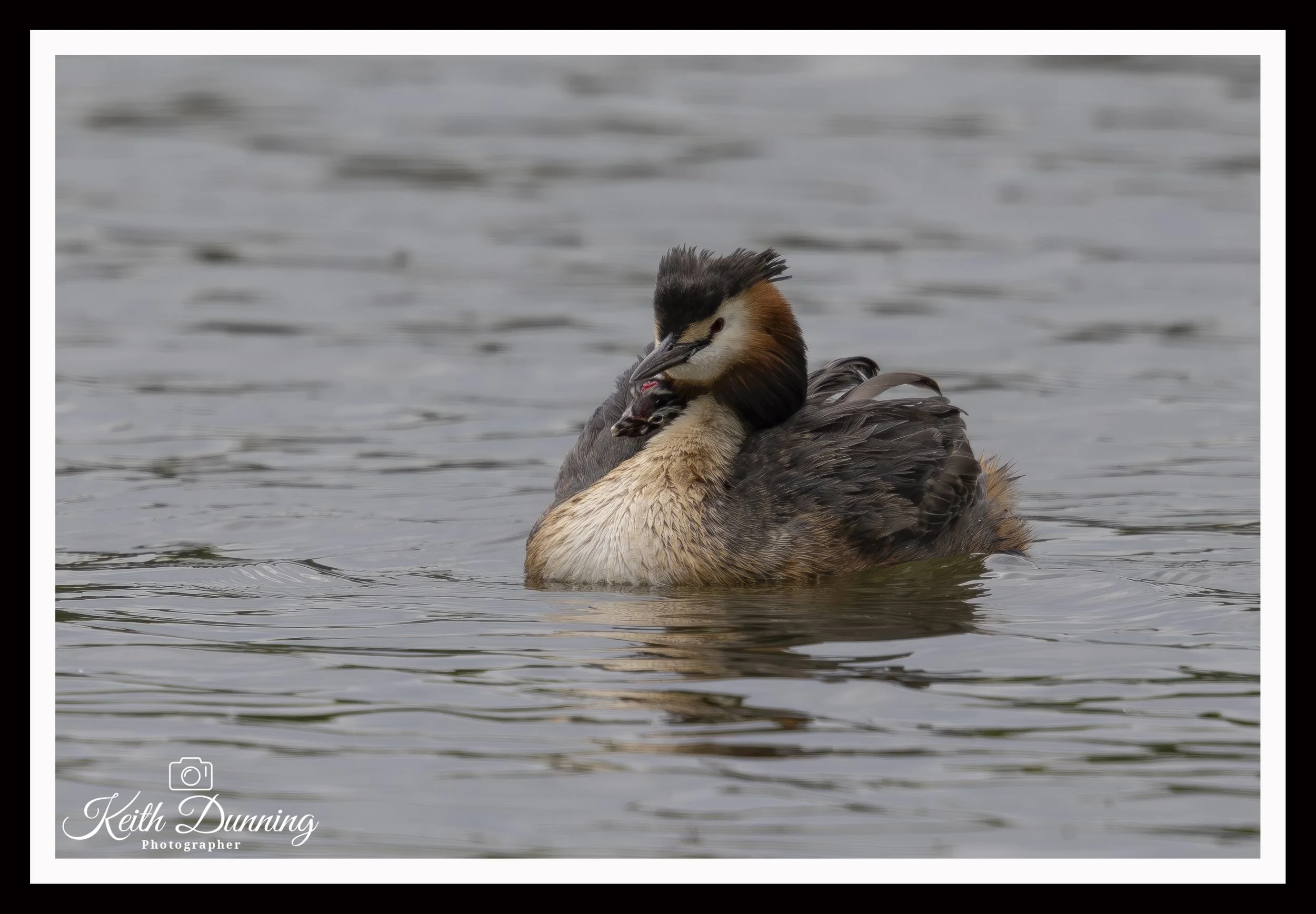_T7A3653 - Great Crested Grebe with it's Humbug chick