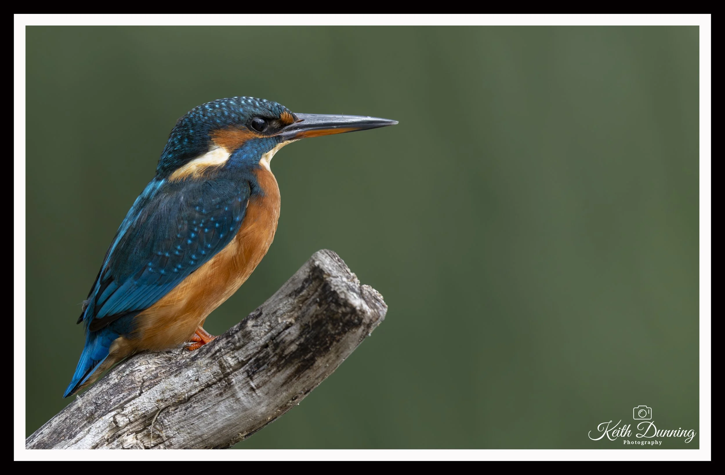 _T7A3211 - Female Kingfisher