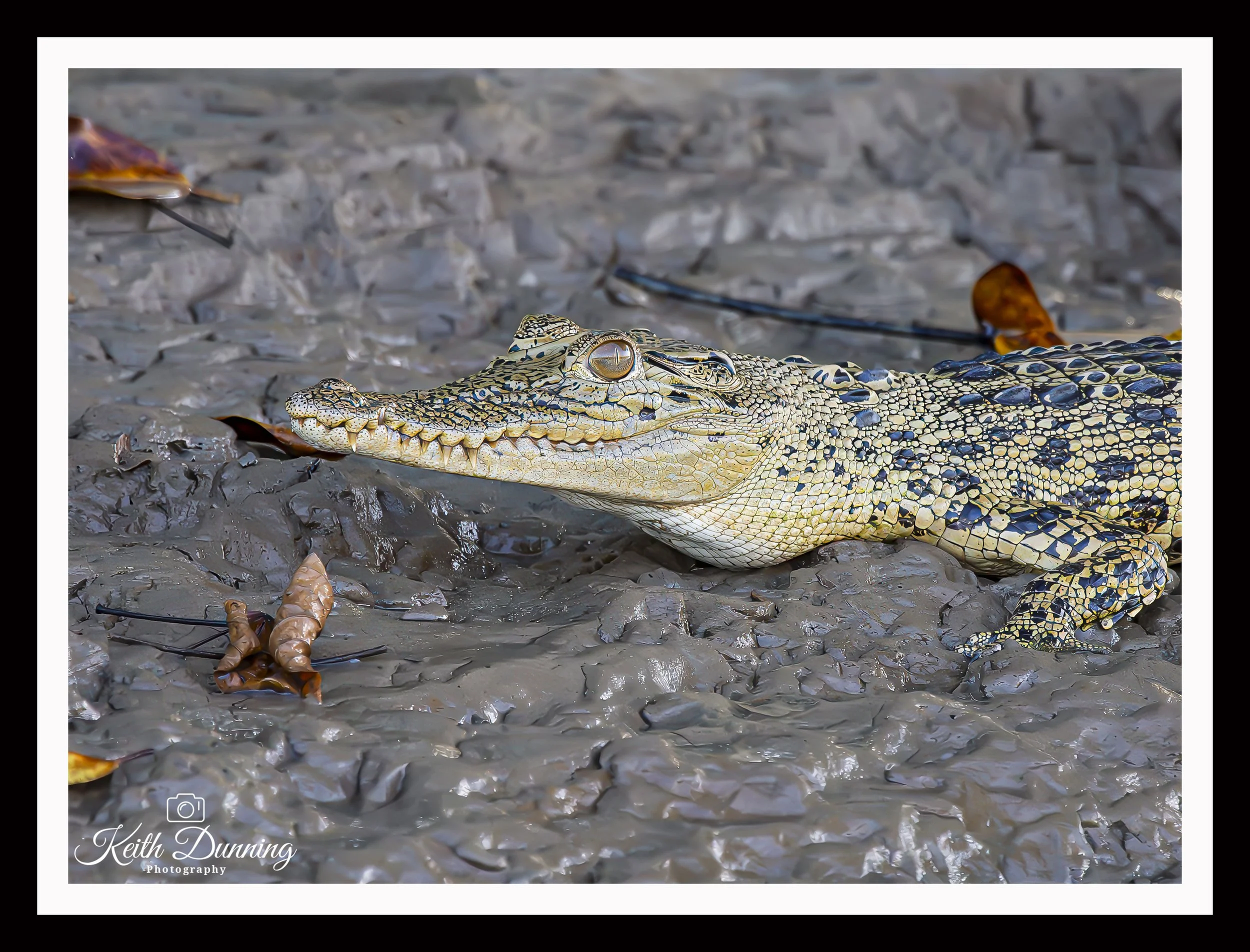 _X4A7795 - Crocodile - Borneo