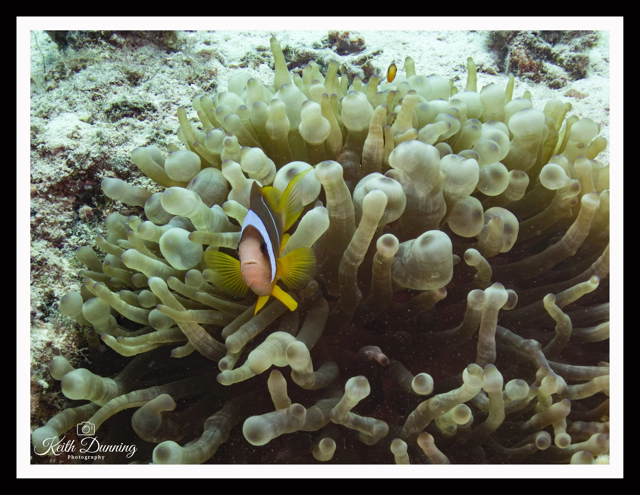 P8041486 - Clownfish