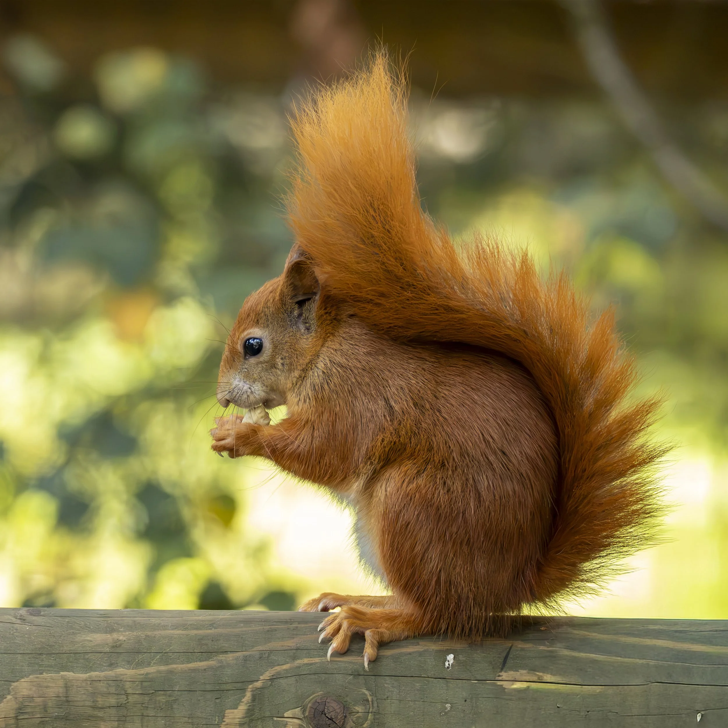 Enchanting Red Squirrel Fine Art Print (24x24")