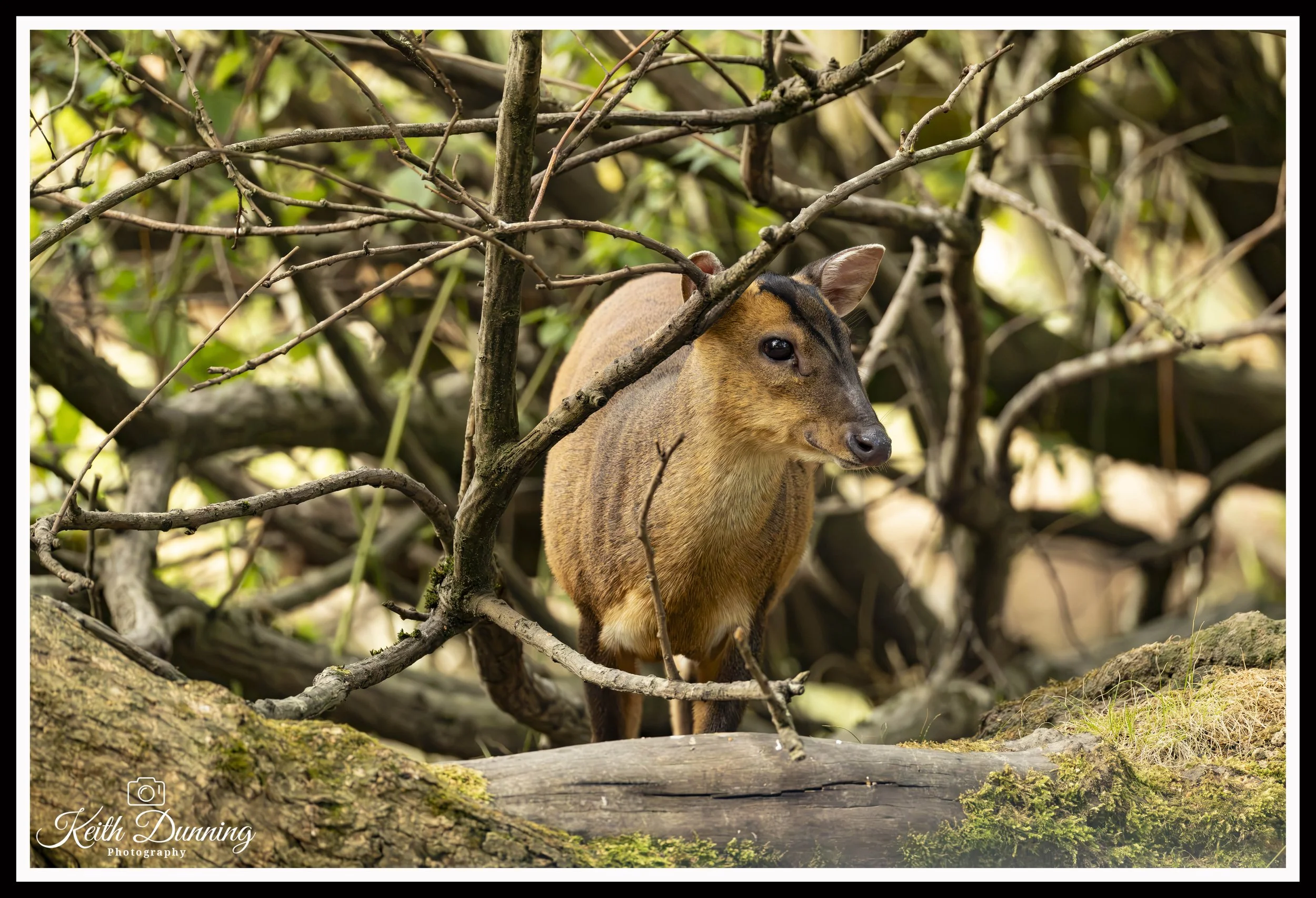 _T7A6240 - Muntjac Deer
