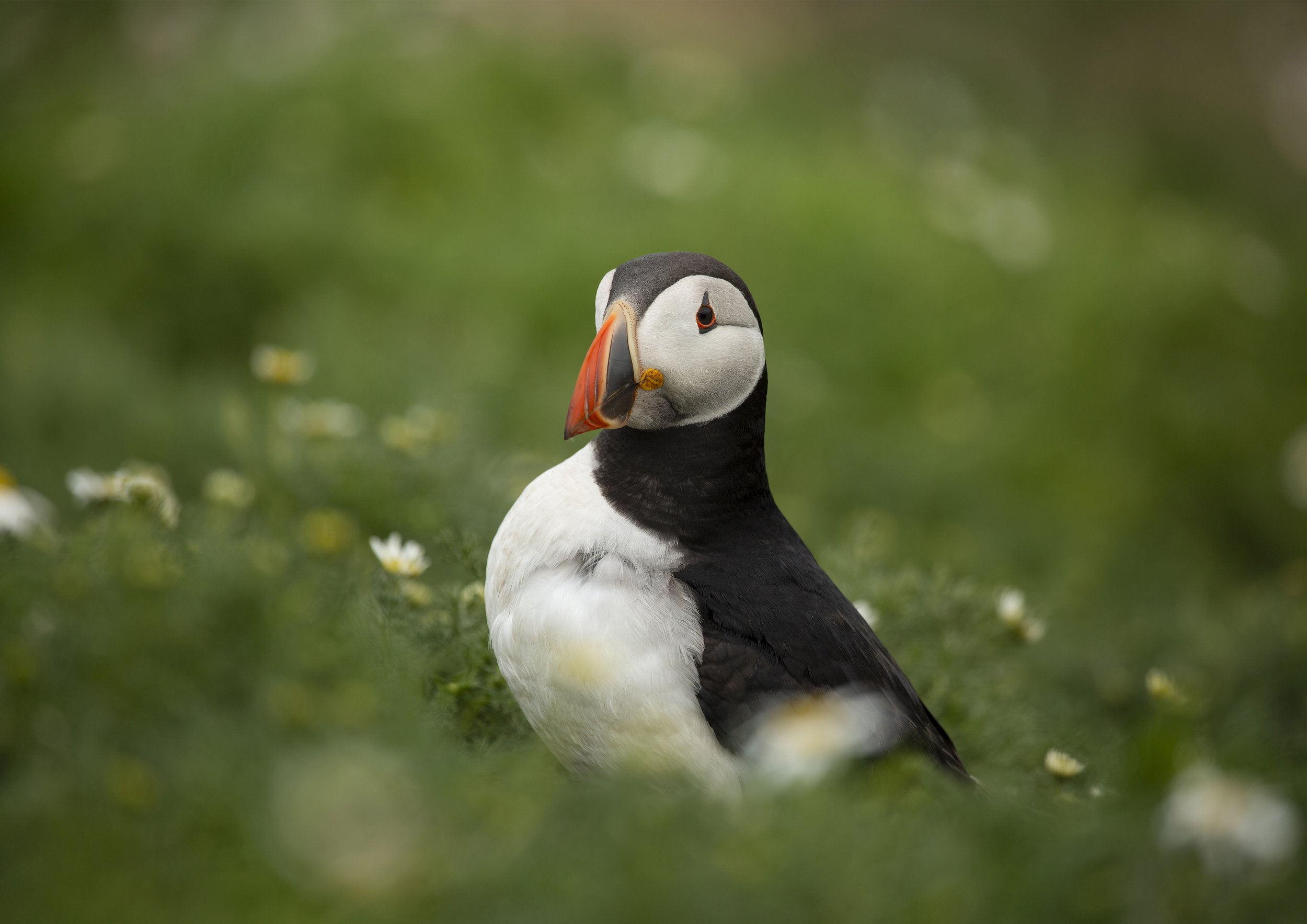 Majestic Puffin Portrait Print