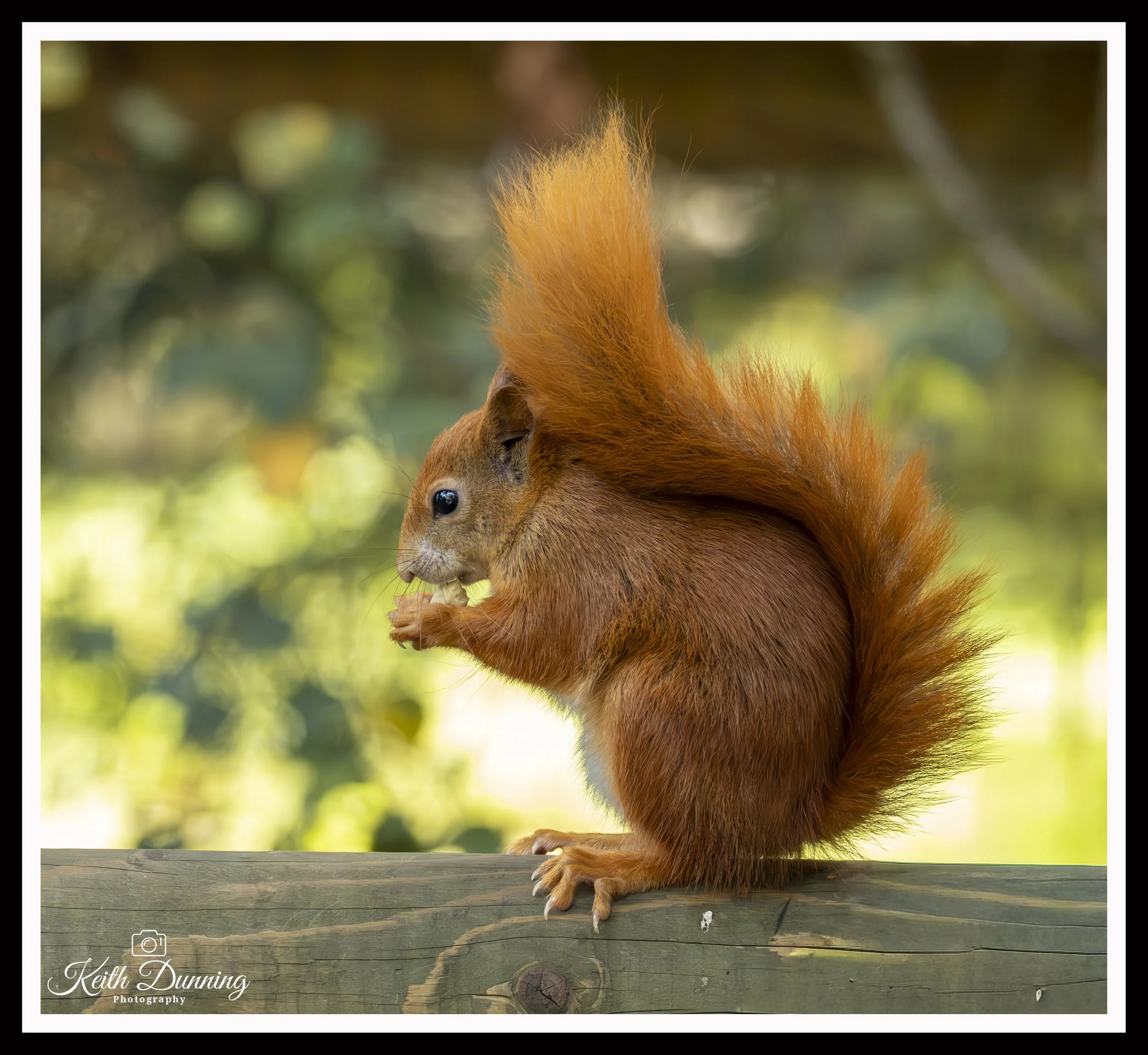 _T7A6246 - Red Squirrel