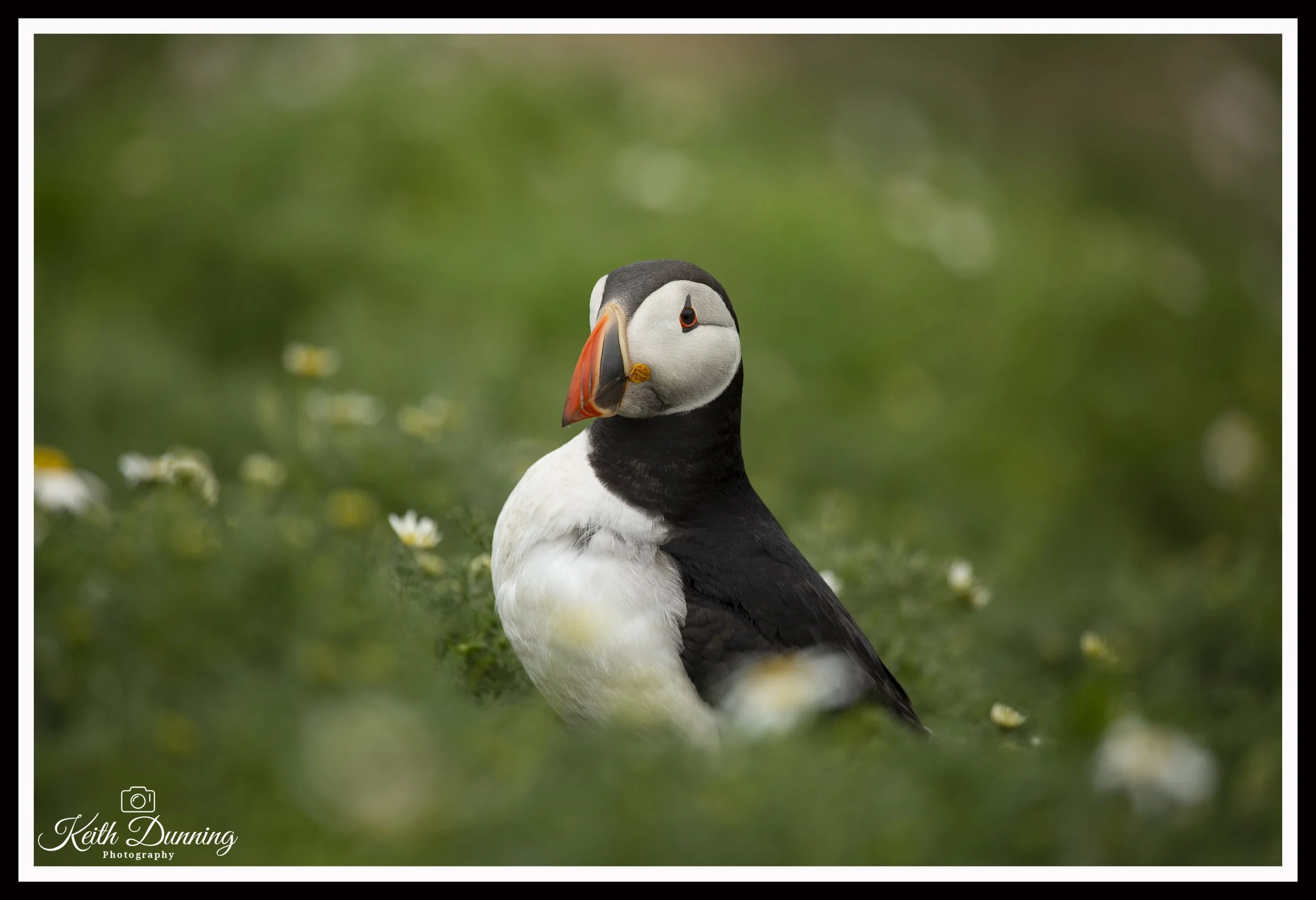 _X4A6512 - Skomer Island Puffin