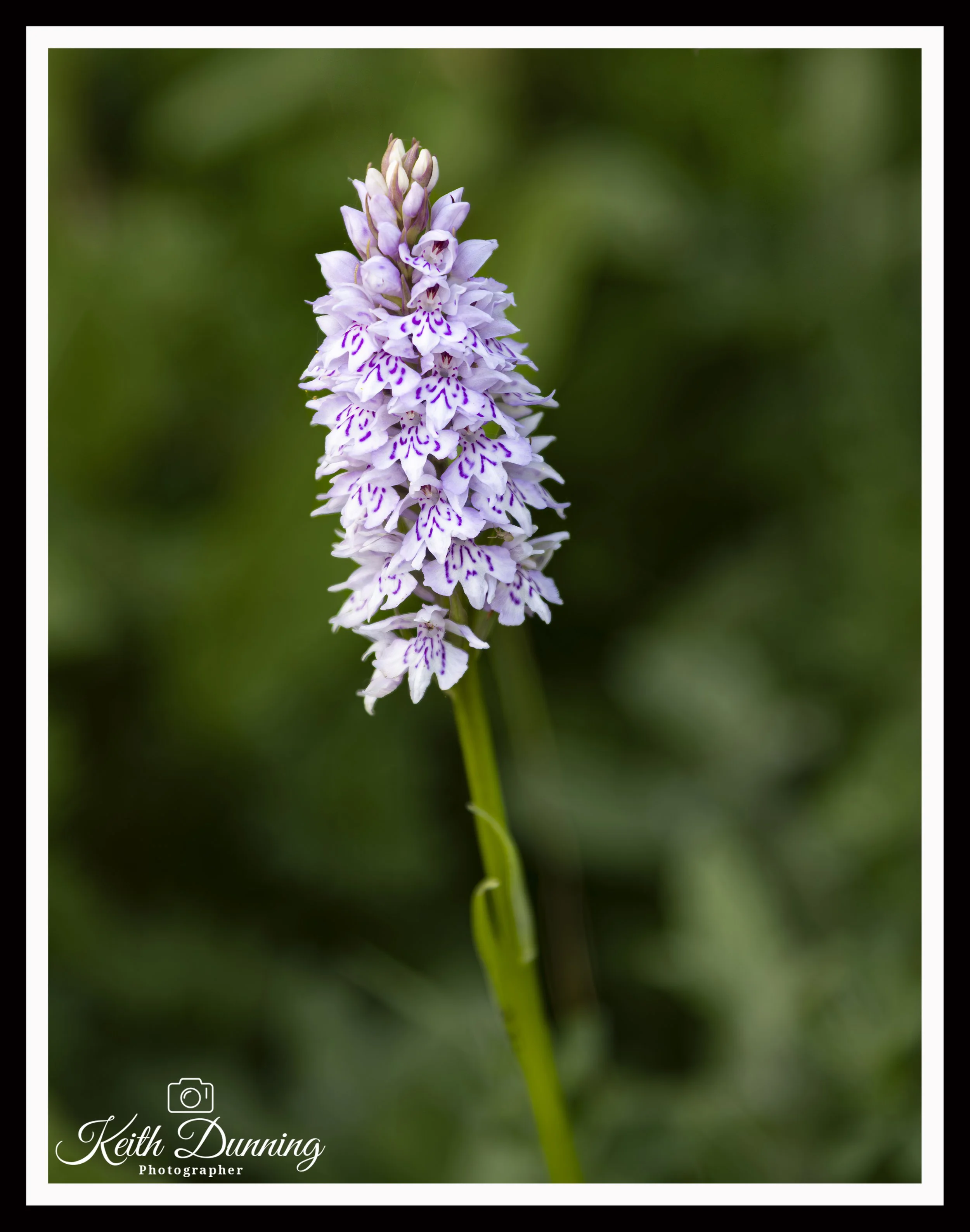 _T7A4959 - Common spotted-orchid