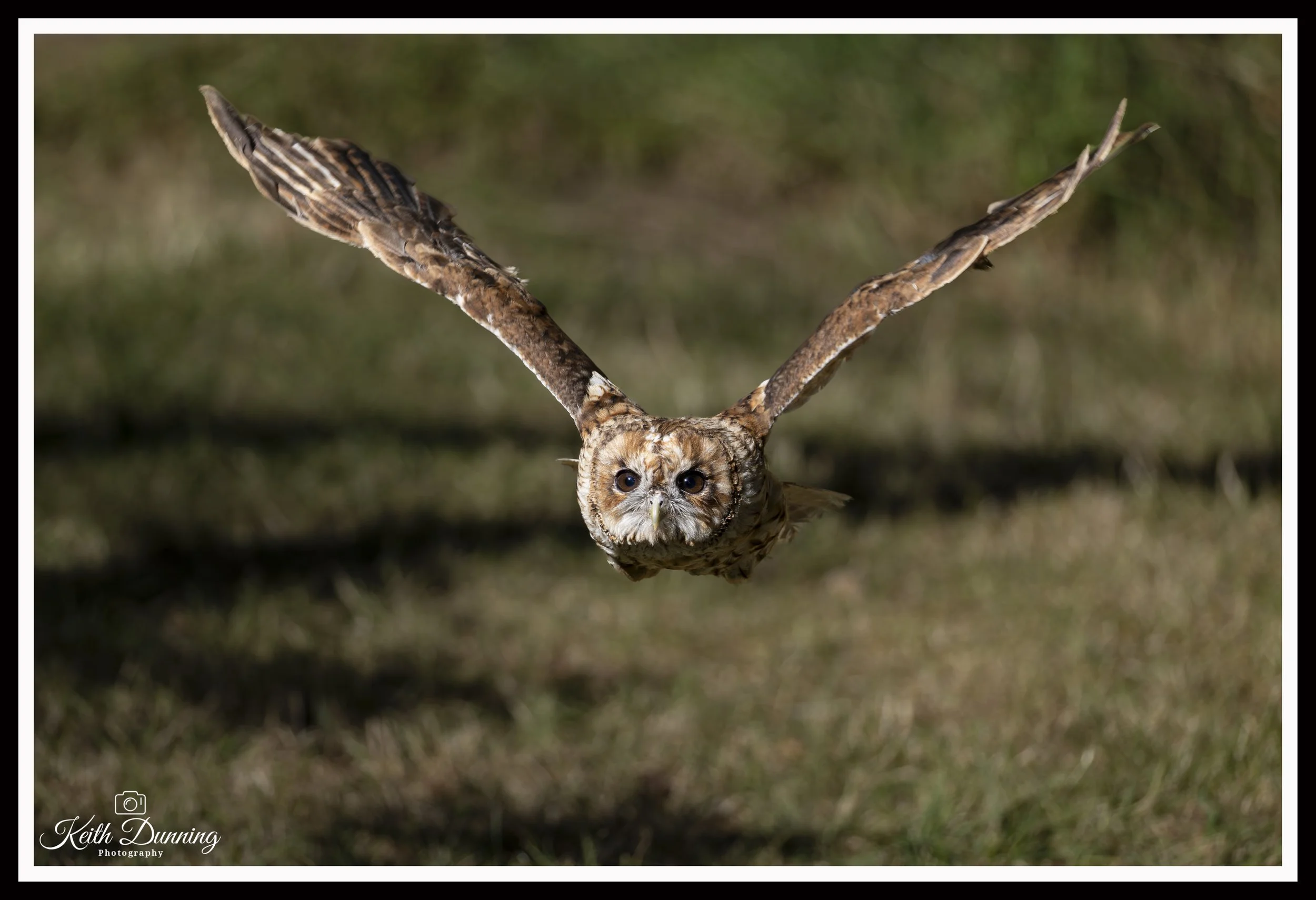 _T7A9231 - Tawny Owl