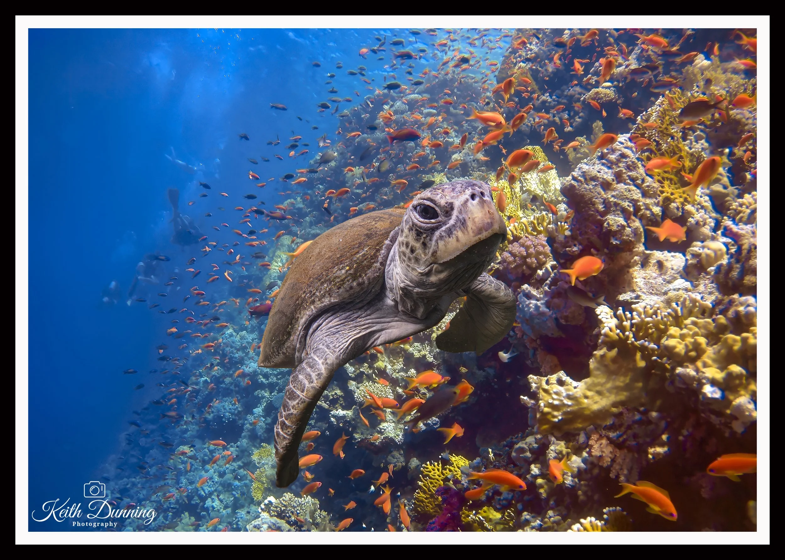 Hawksbill Turtle on Jacksons Reef, Egypt