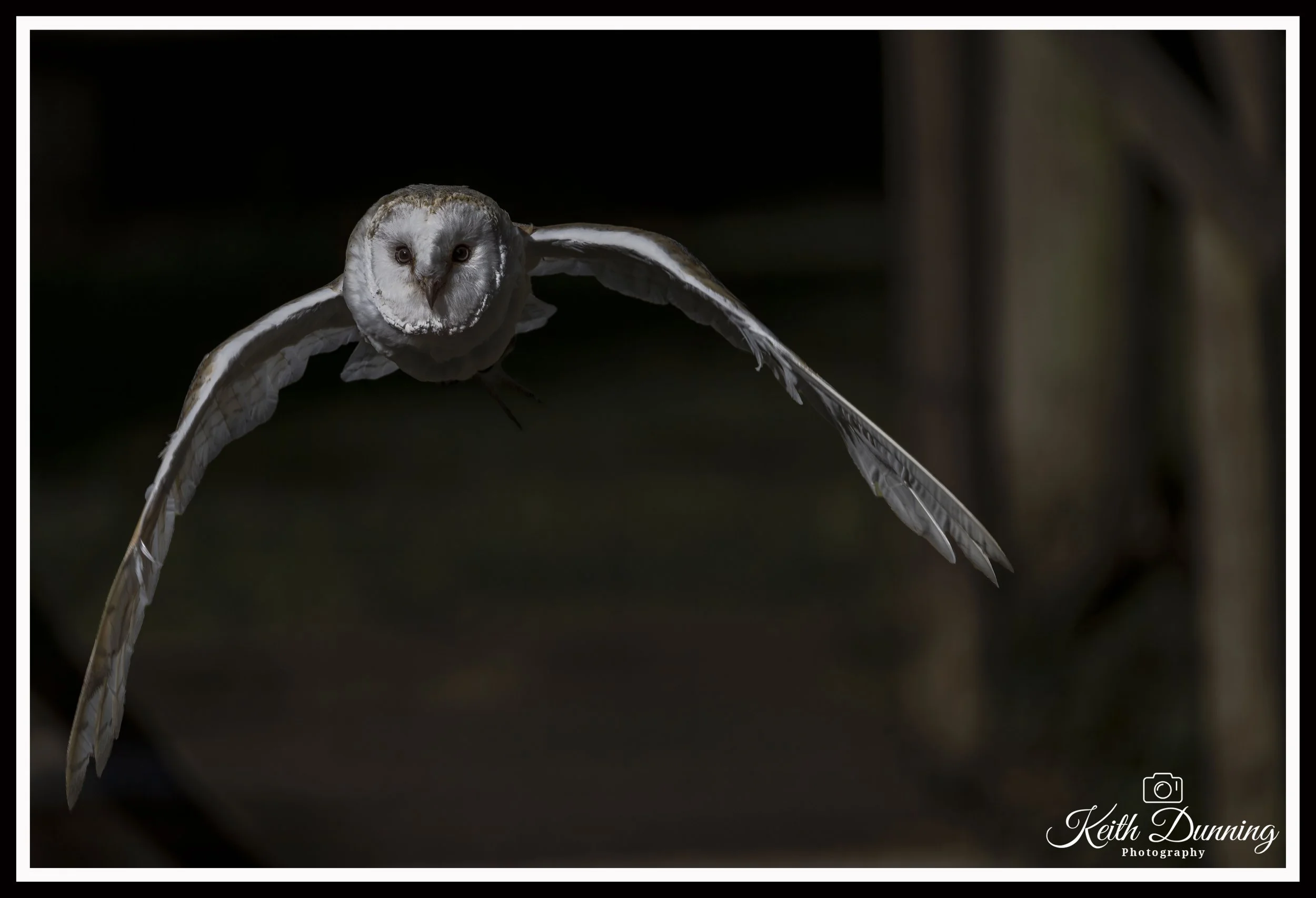 _T7A9444 - Barn Owl
