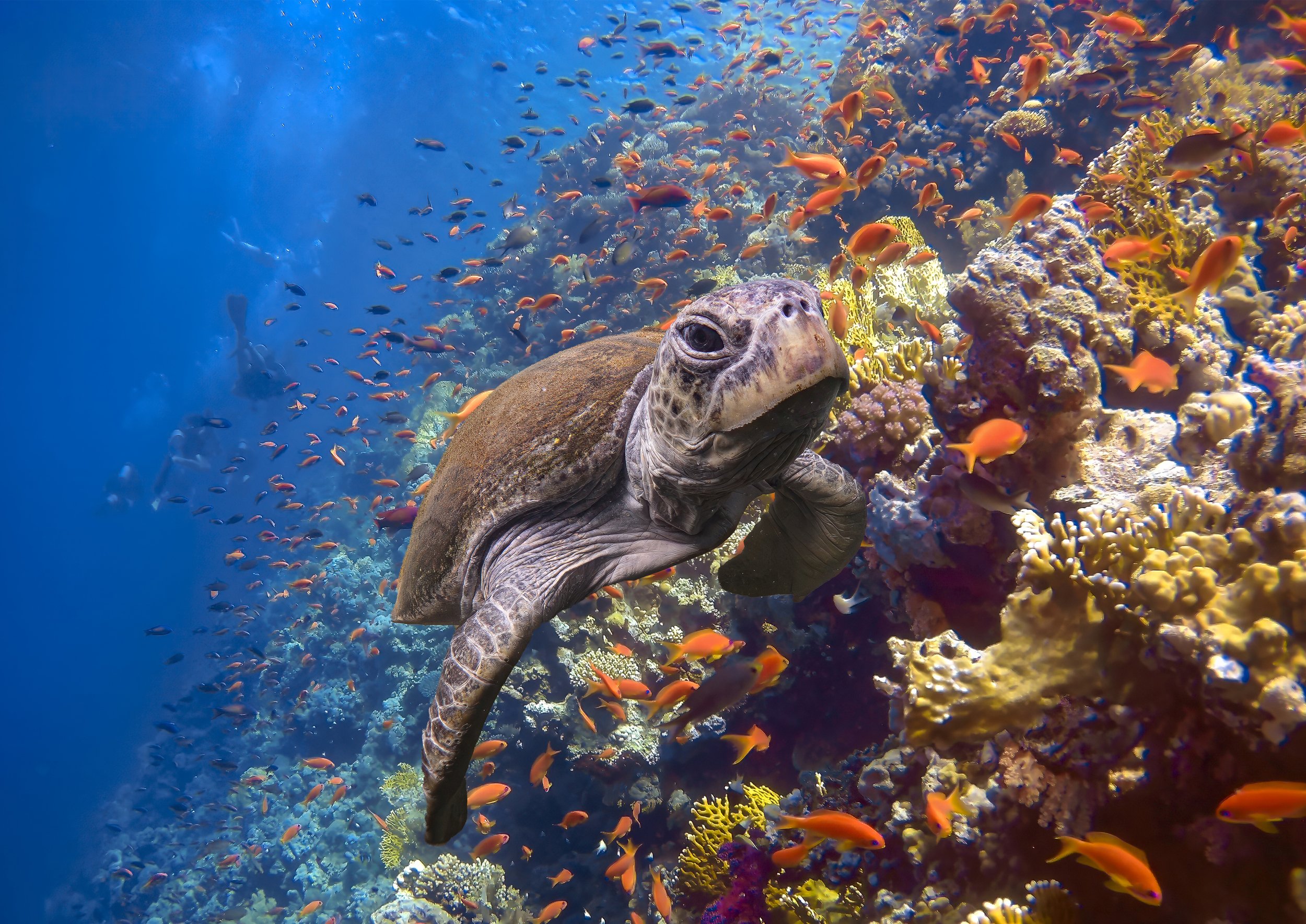 Hawksbill Turtle on Jacksons Reef - Red Sea. High Quality Photo Print or on a 24x16 Inch Artist-Grade Canvas