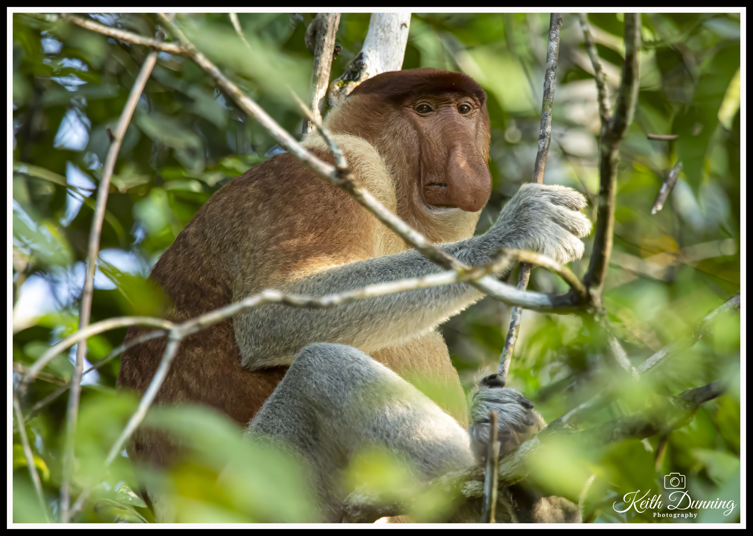 _X4A7448 - Proboscis Monkey or long-nosed monkey - Borneo