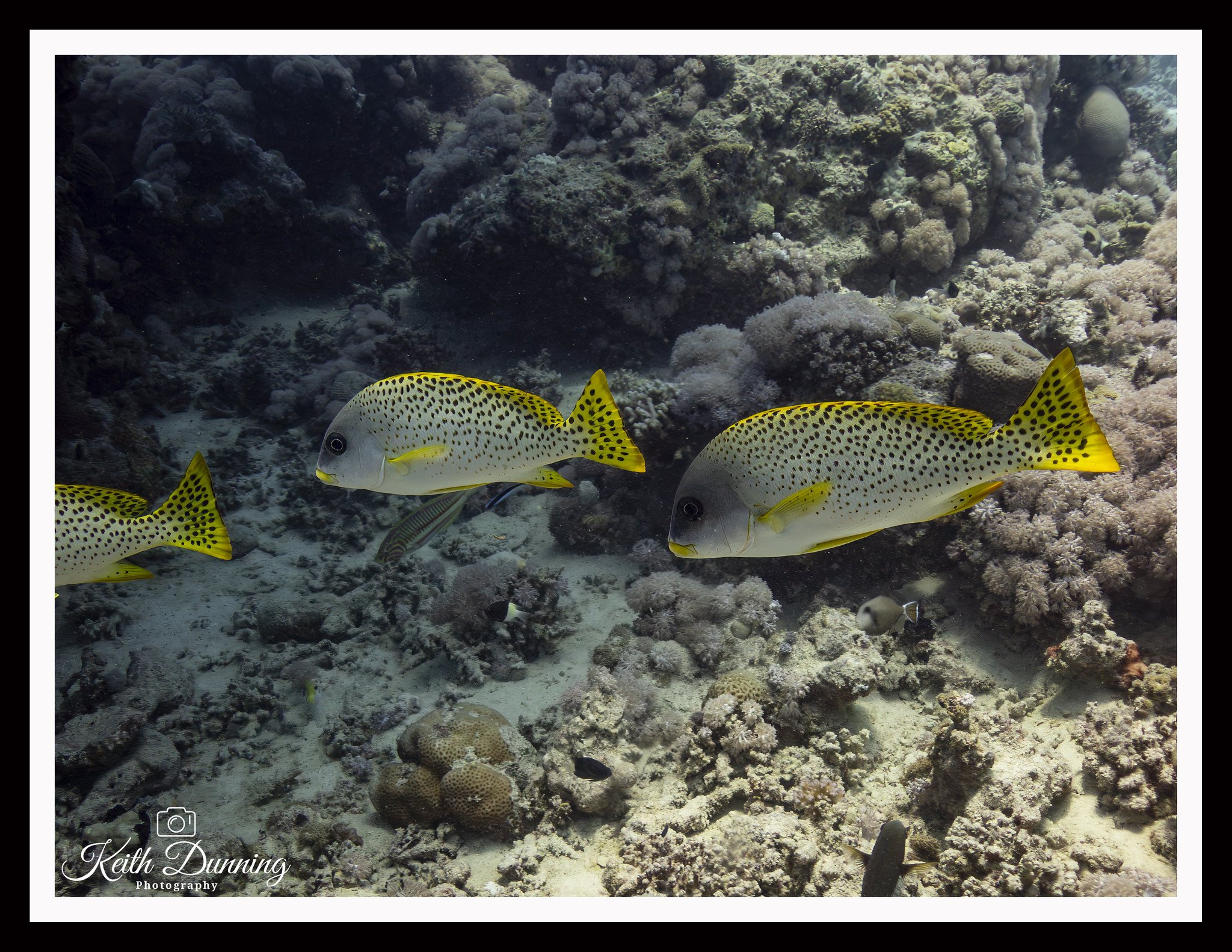 P8021356 - Black-Spotted Sweetlip