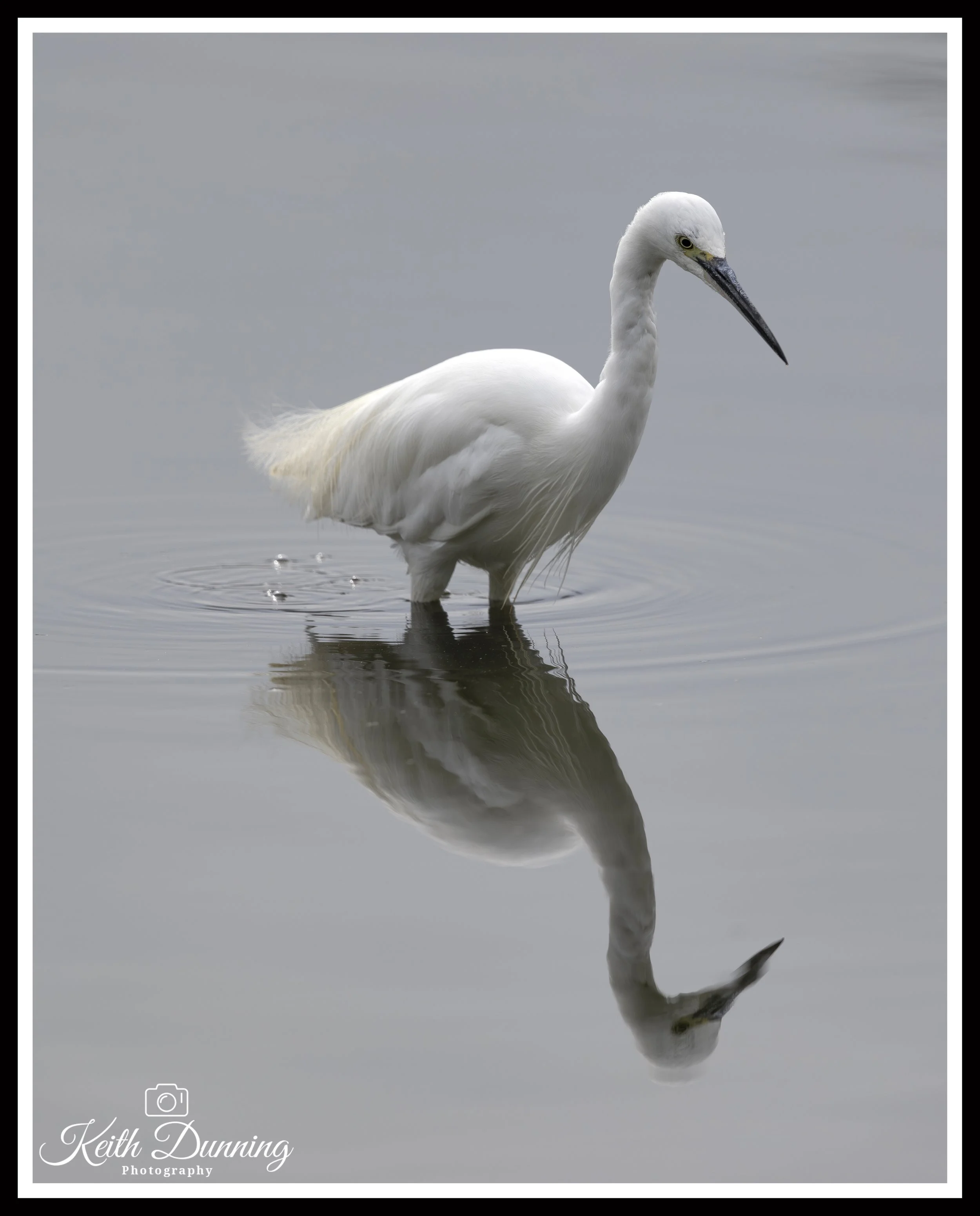_T7A3560 - Little Egret