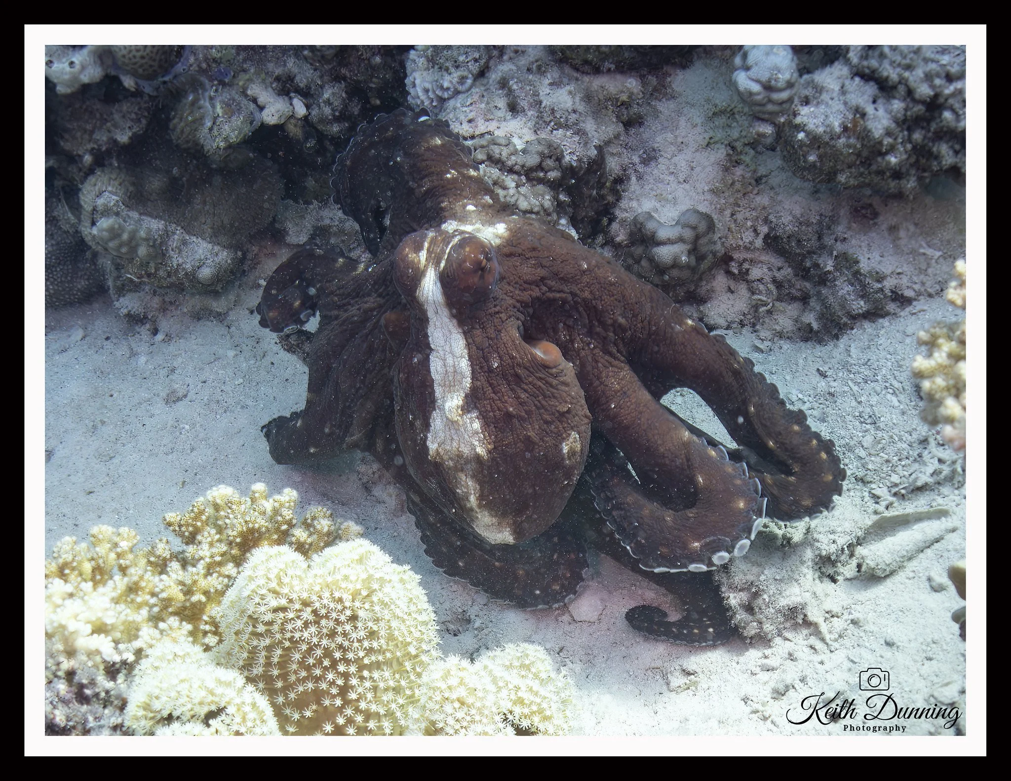 P8041574 - Red Sea Day Octopus