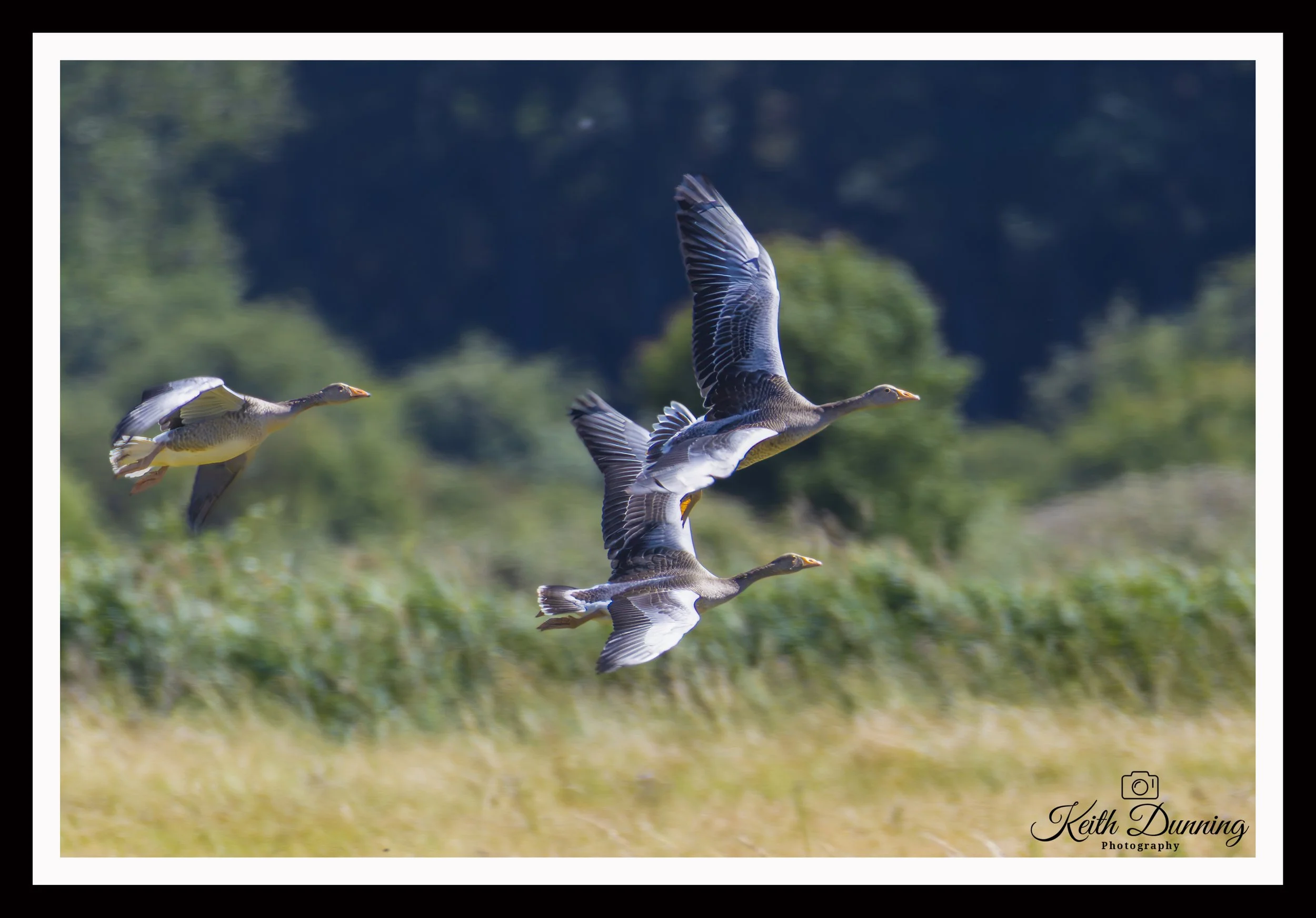 _T7A8337 - Greylag Geese
