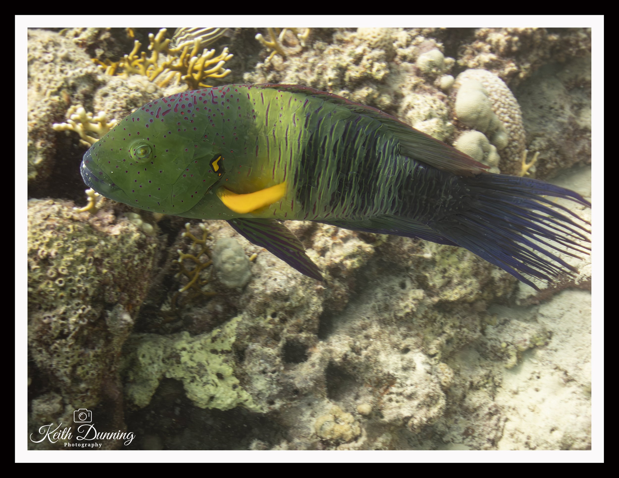P8041508 - Broomtail Wrasse