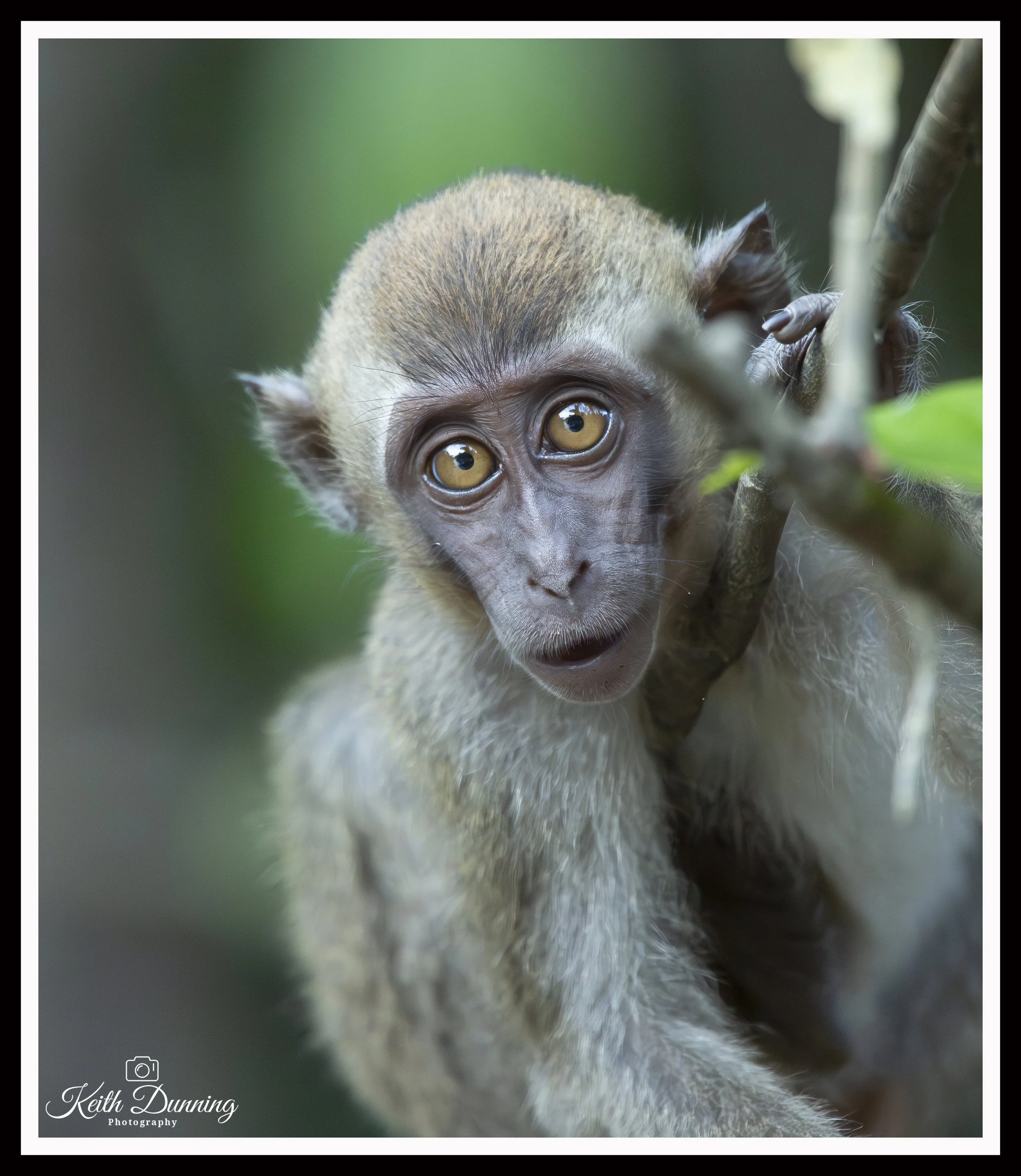 _X4A7483 - Macaque Monkey - Borneo