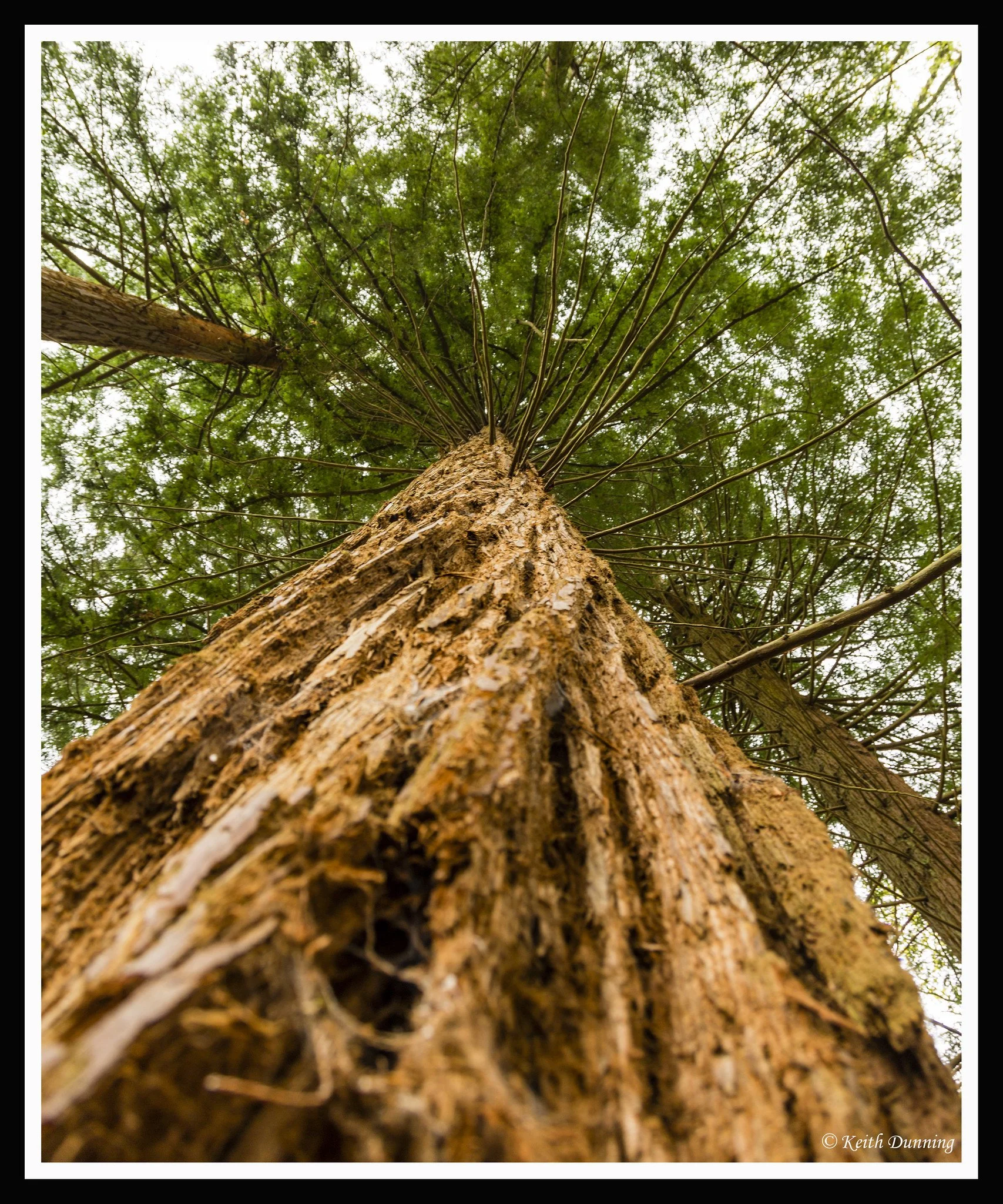 Giant Redwood