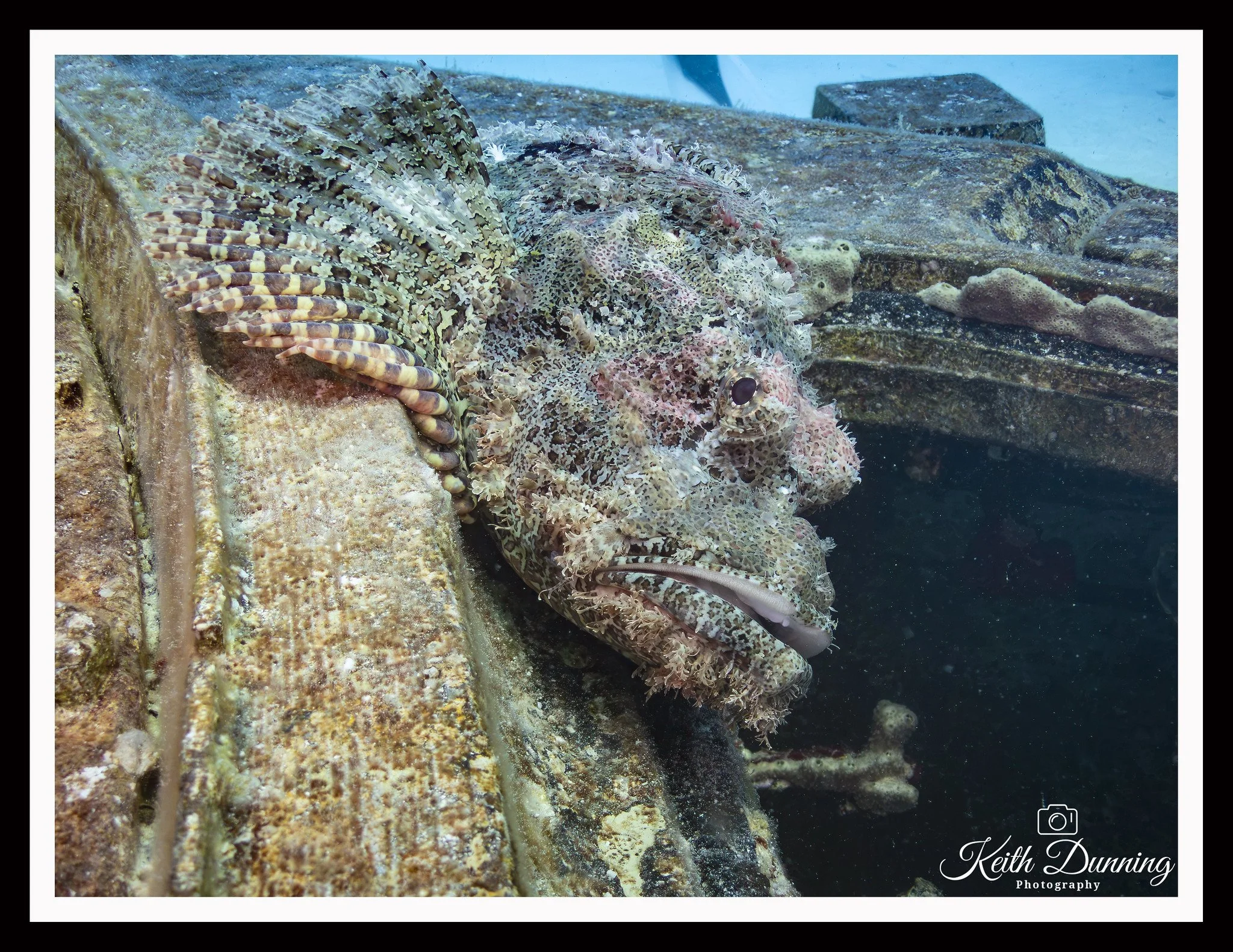 P8021435 - Scorpionfish