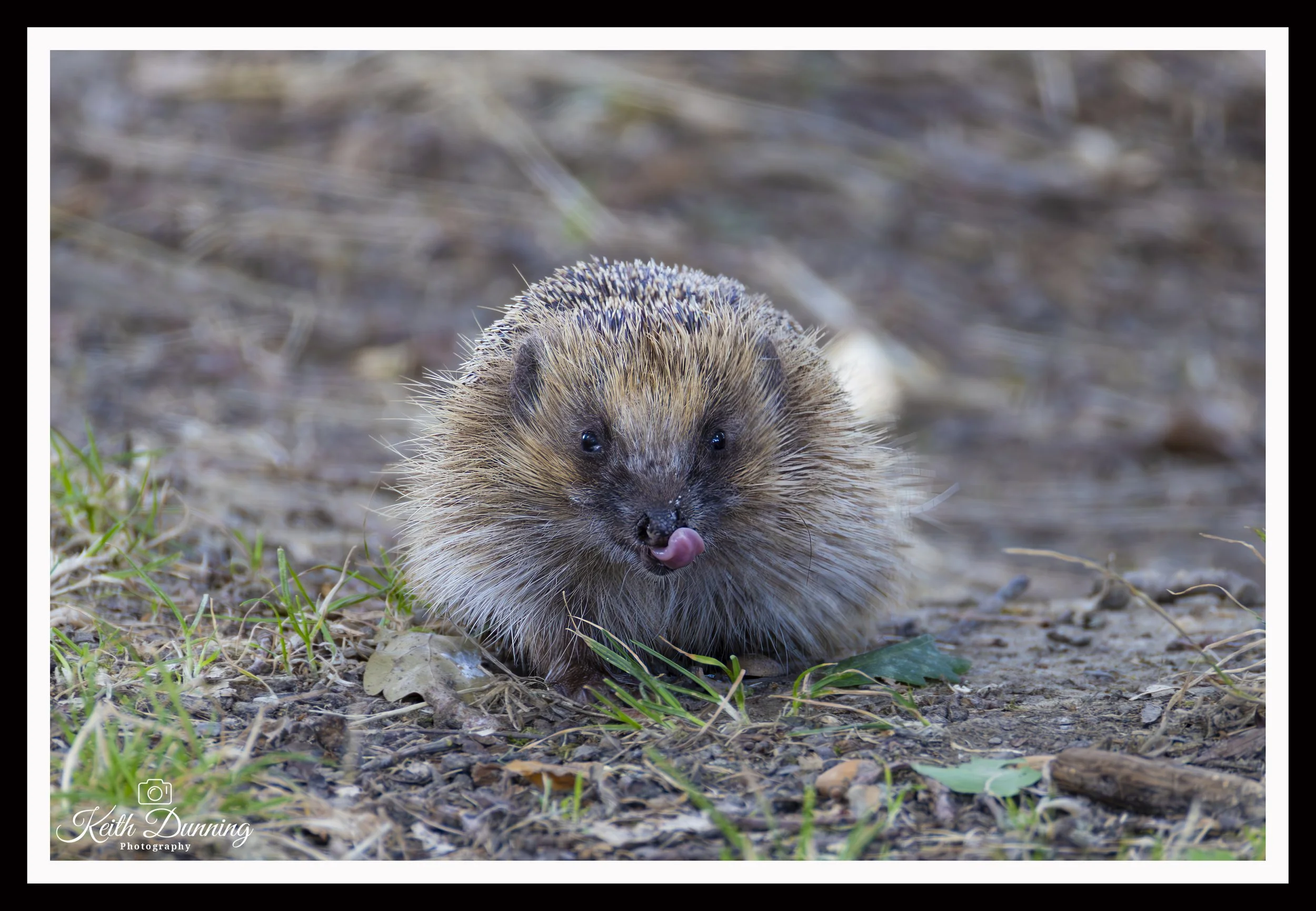 _T7A7399 - Hedgehog