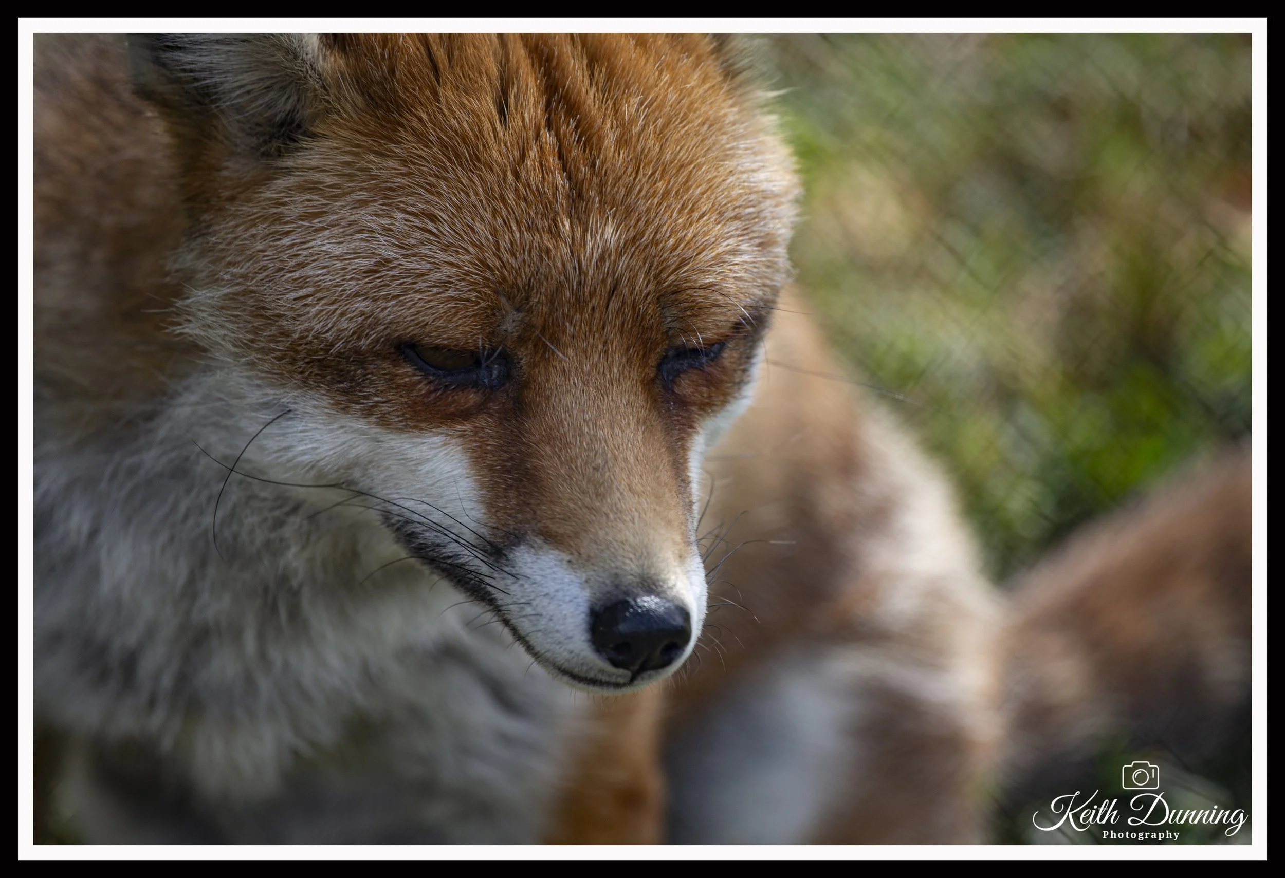 _X4A8058 - Fox