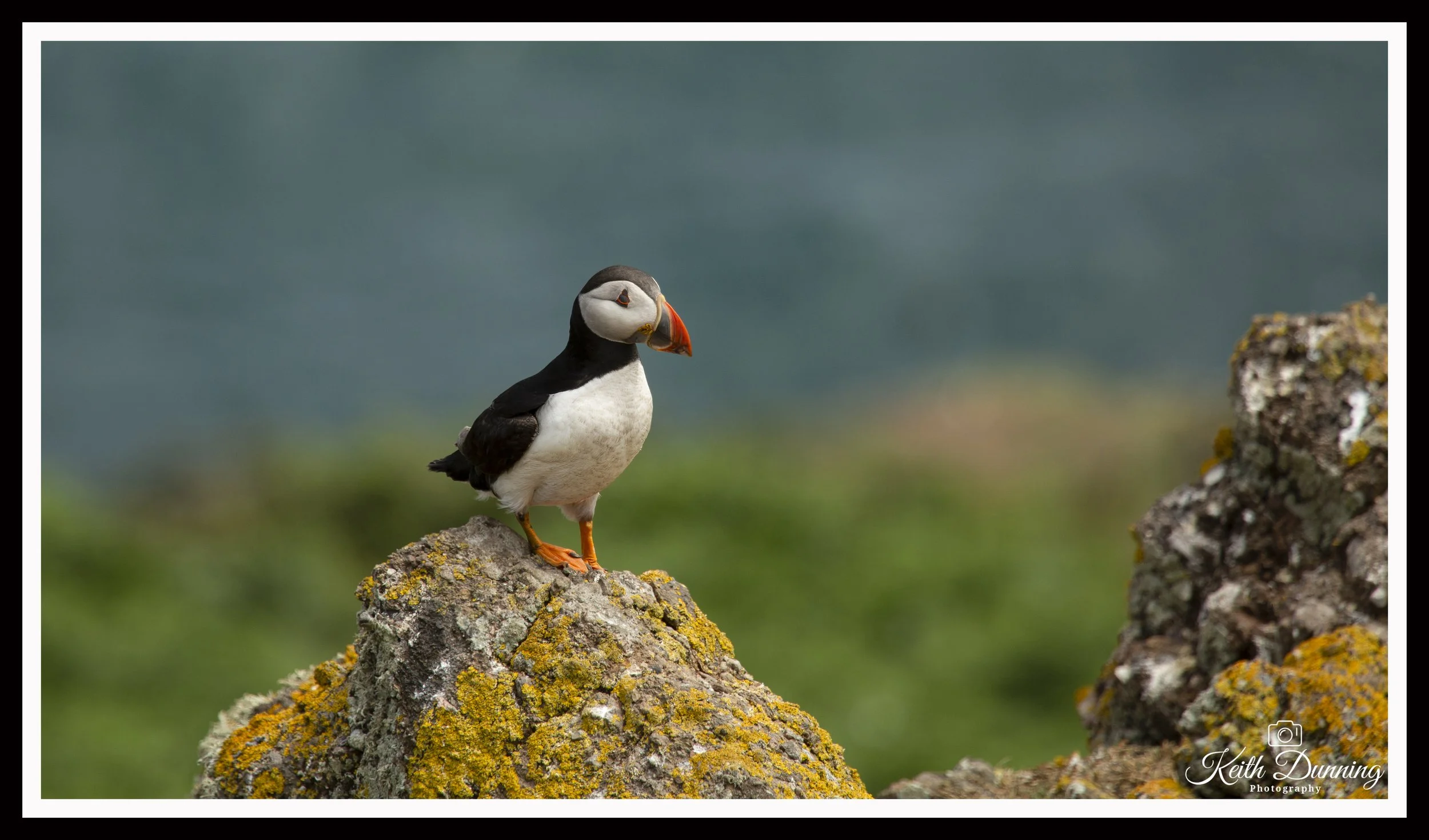 _X4A6778 - Skomer Island Puffin