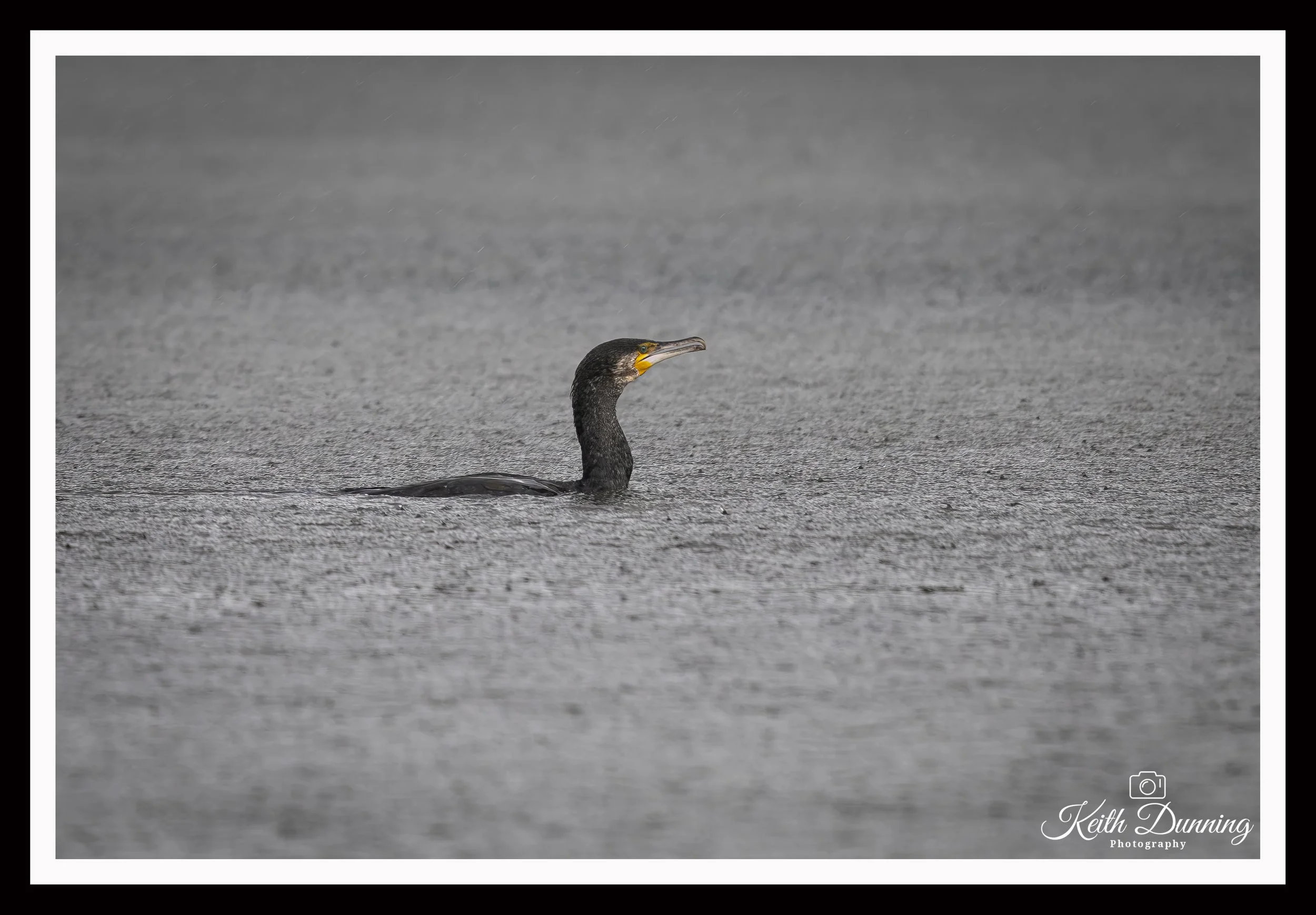 _T7A5912 - Cormorant